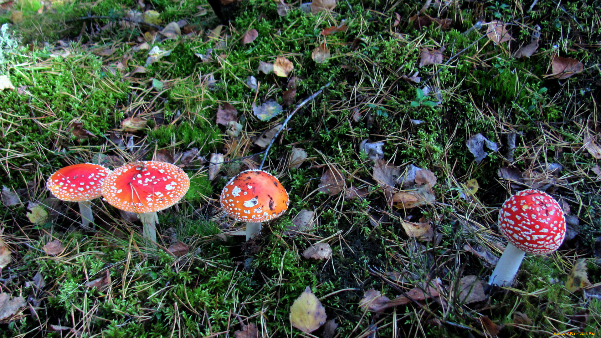 природа, грибы, , мухомор, грибная, семейка