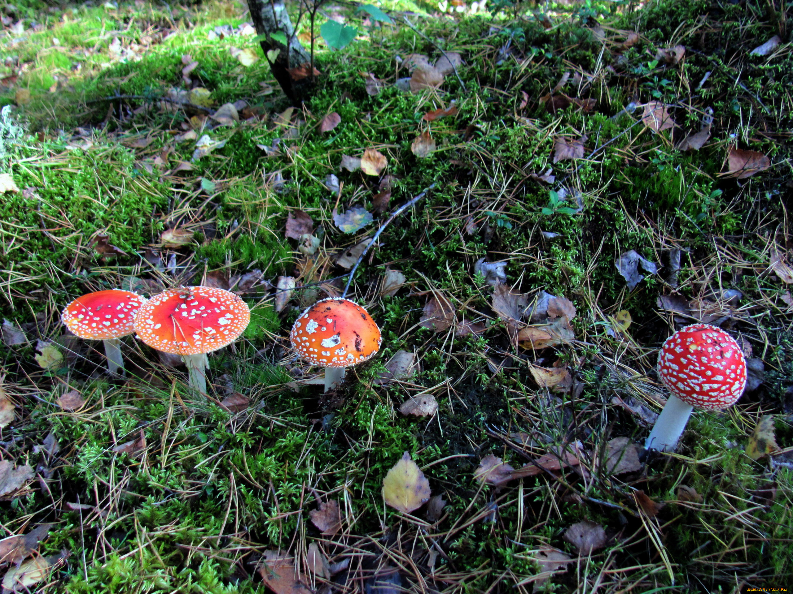 природа, грибы, , мухомор, грибная, семейка