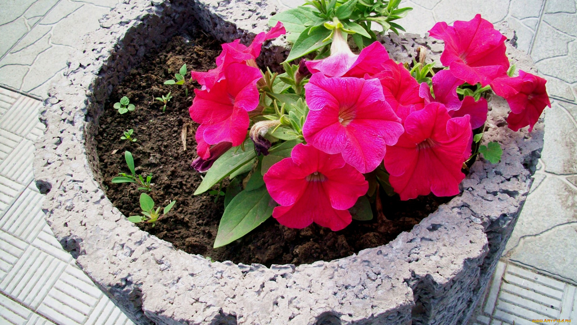 цветы, петунии, калибрахоа