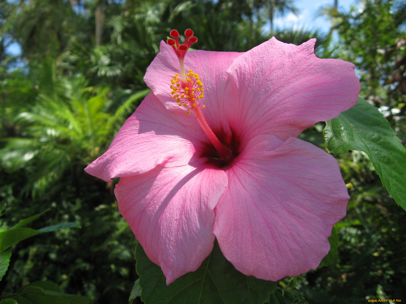 цветы, гибискусы, розовый