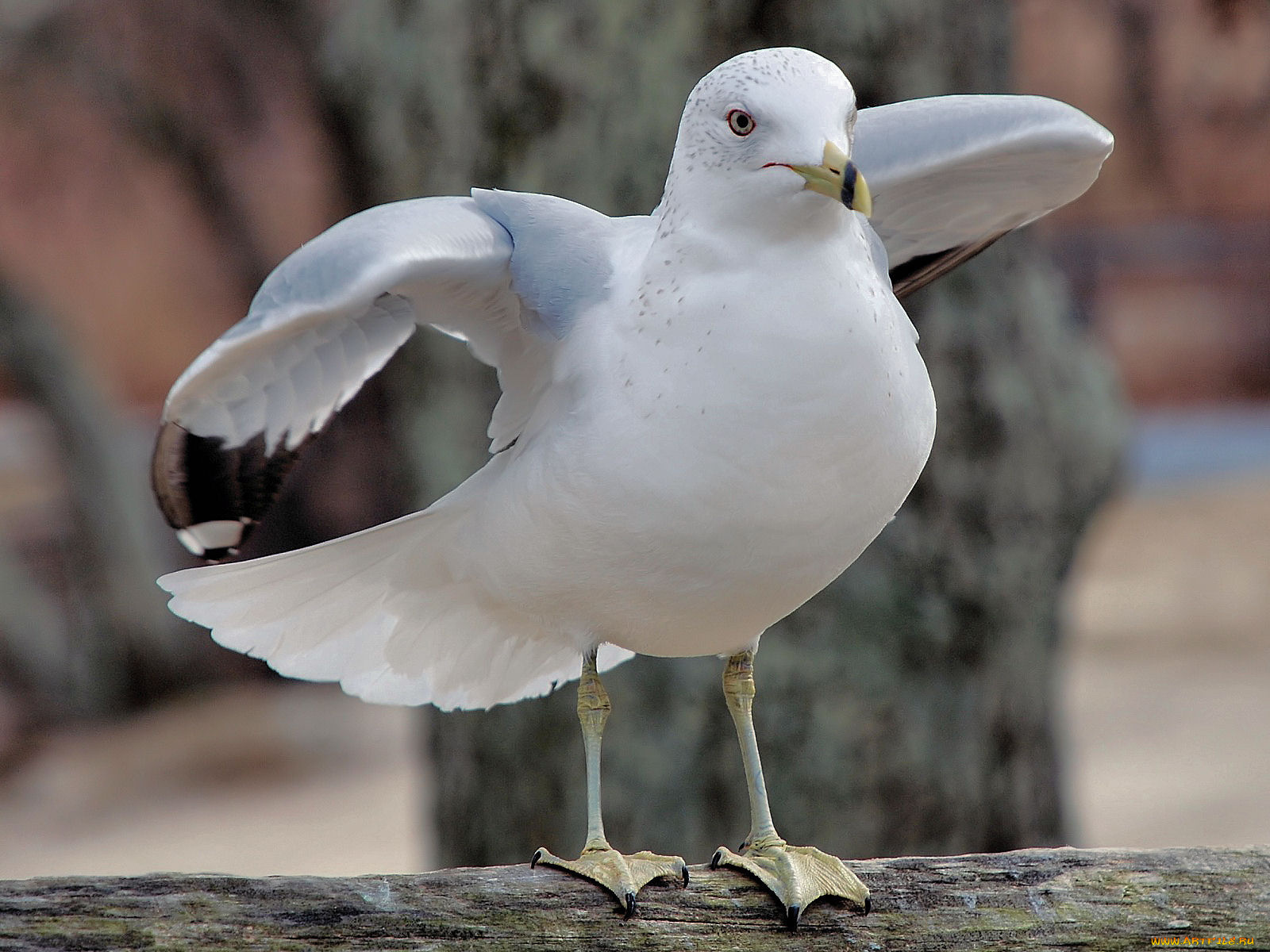 животные, Чайки, бакланы, крачки, чайка