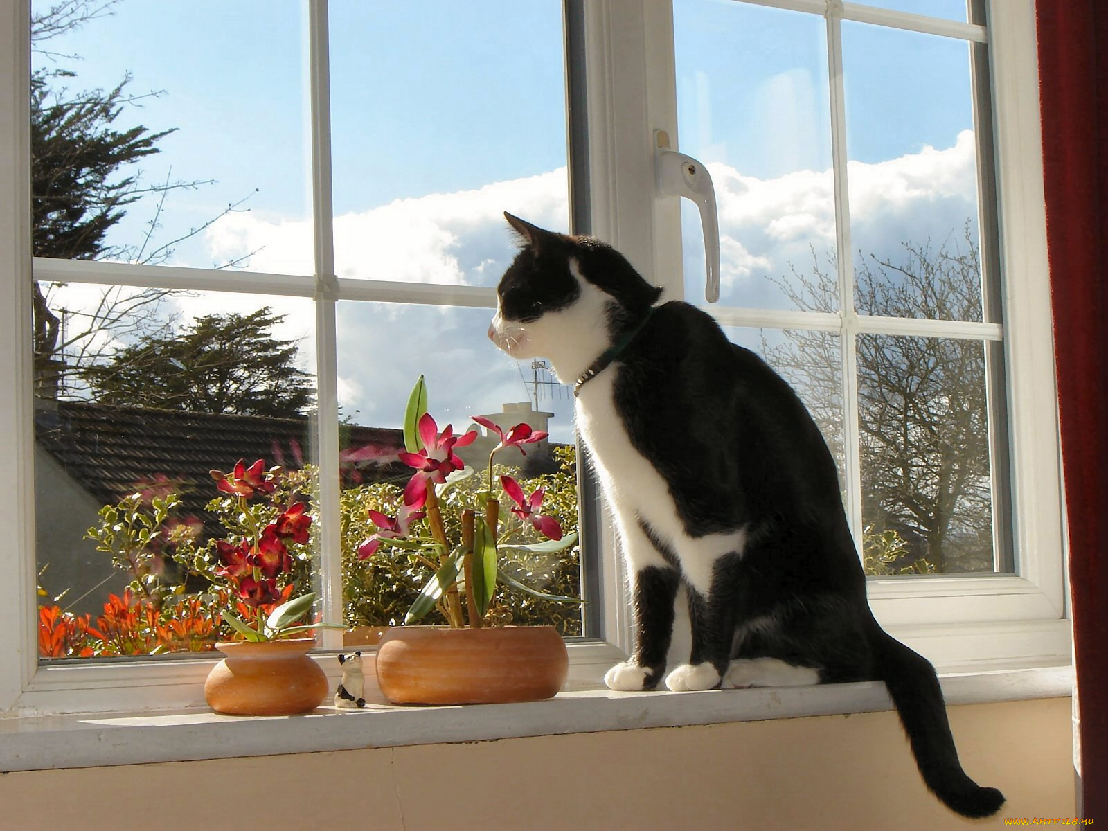 животные, коты, окно