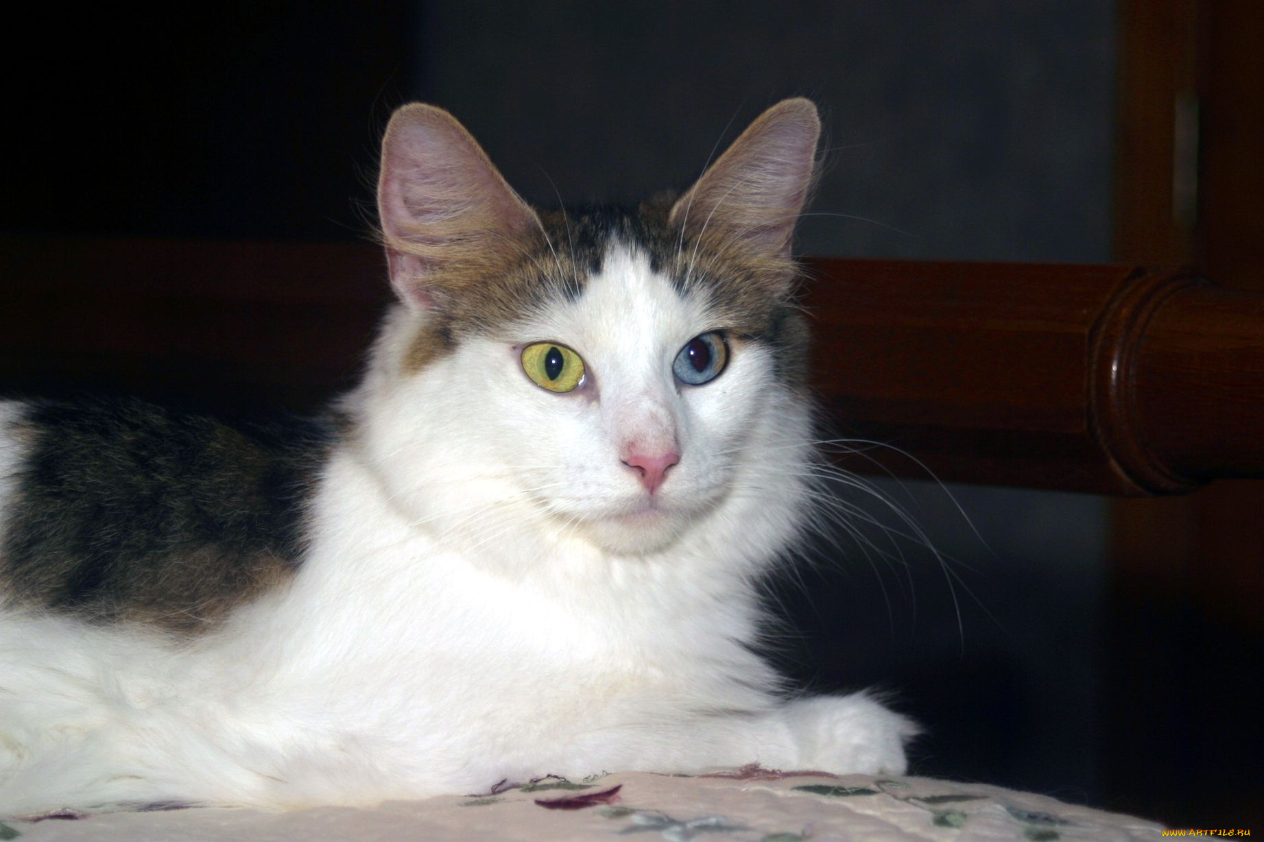 животные, коты, глаза