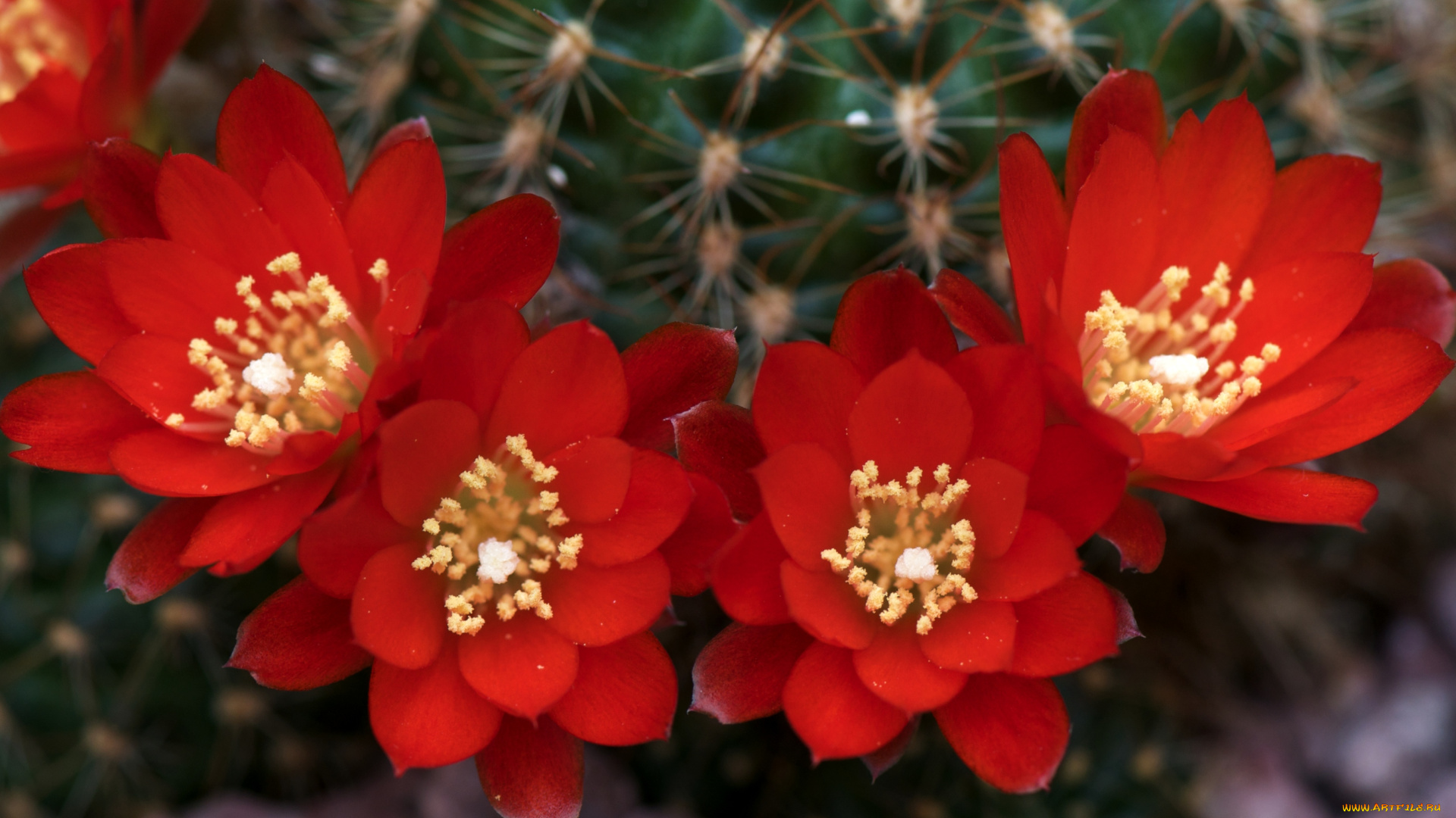 цветы, кактусы, колючки, красный