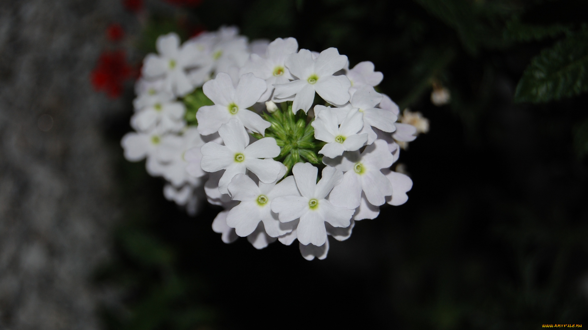 цветы, лантана, вербена, белый