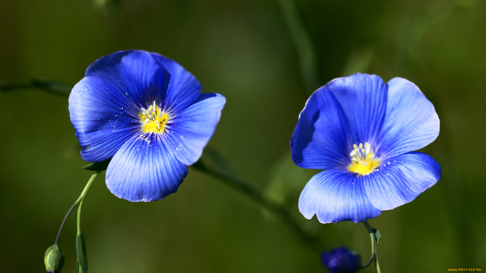 цветы, луговые, полевые, лён