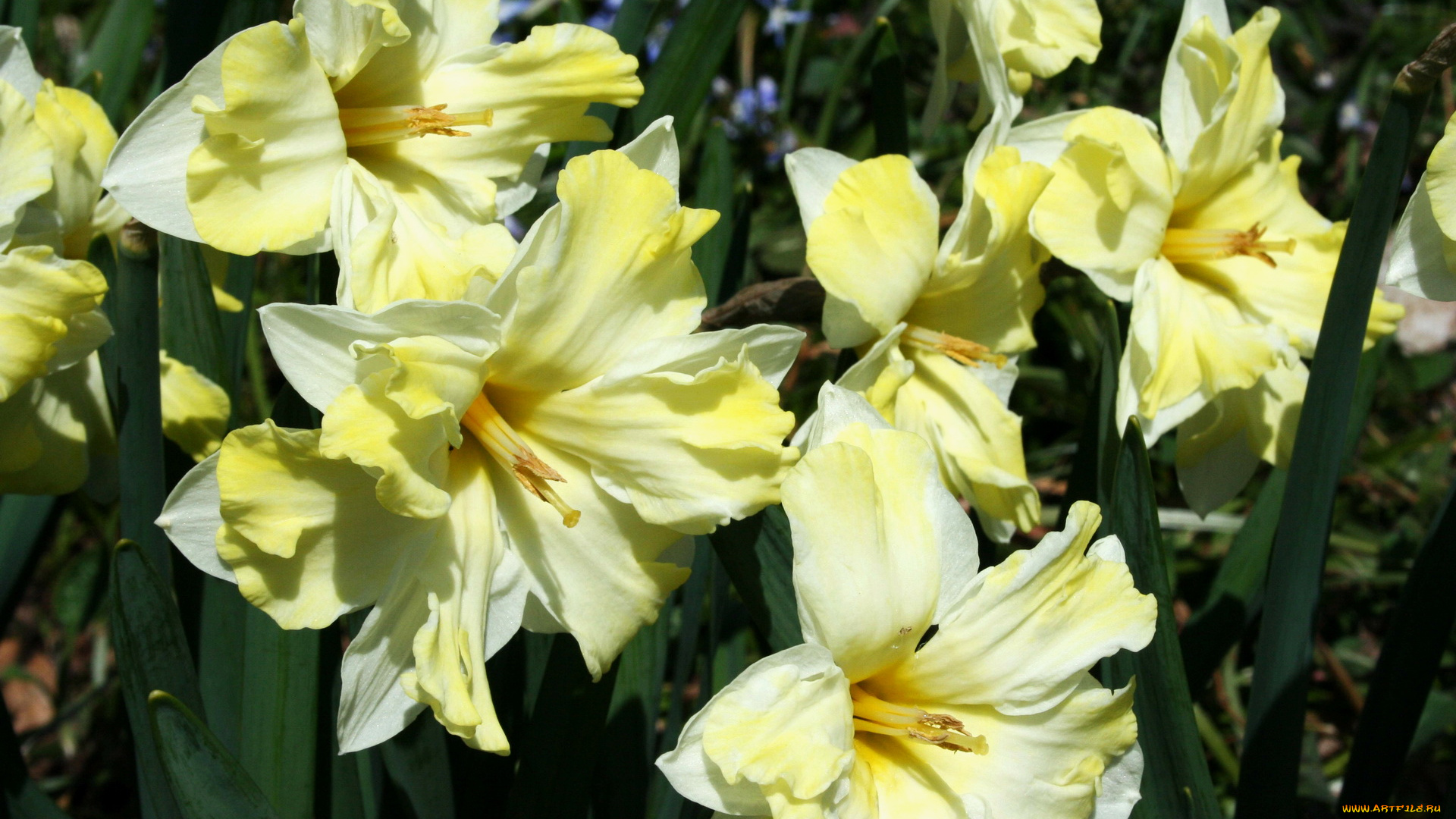 цветы, нарциссы