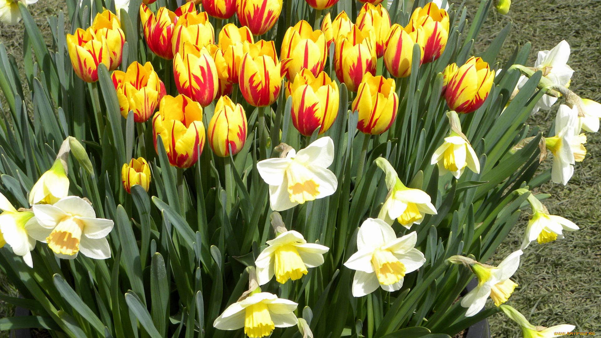 цветы, разные, вместе, тюльпаны, нарциссы