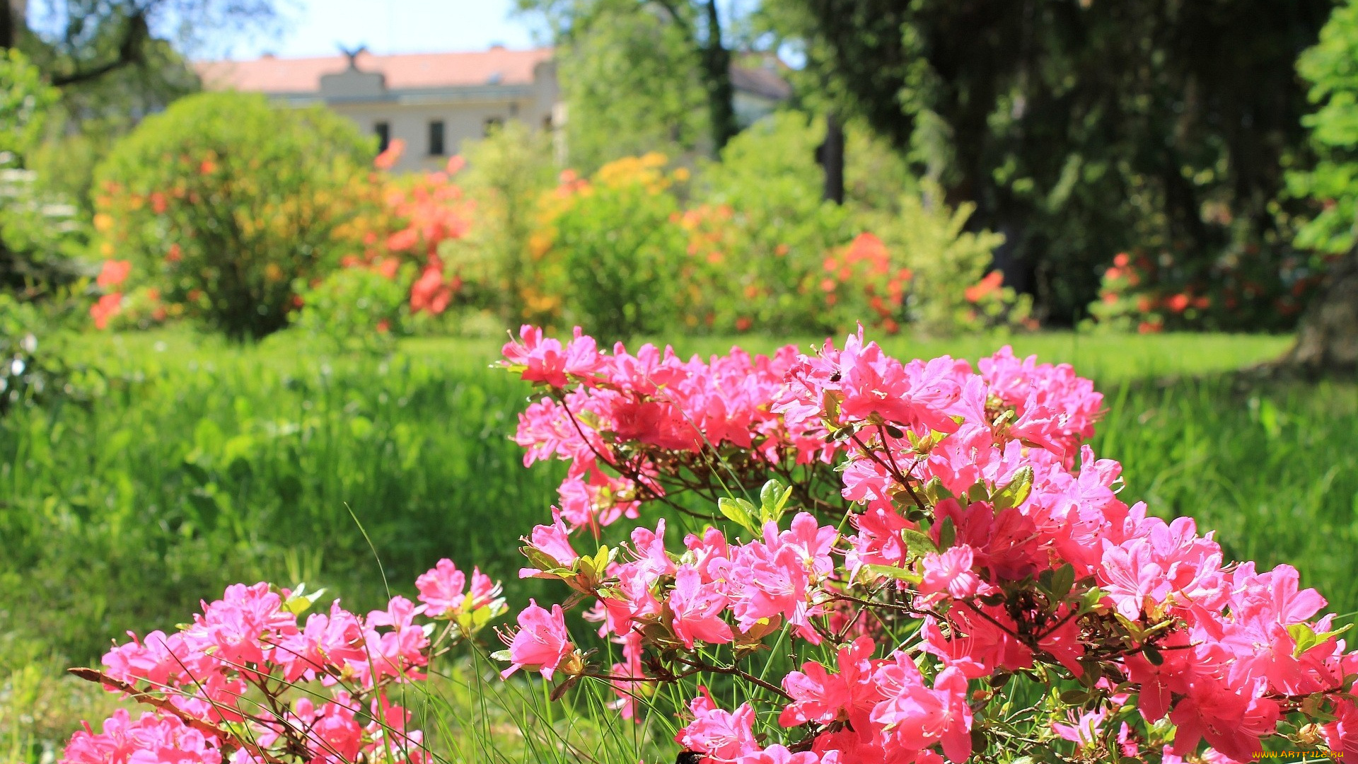 цветы, рододендроны, азалии, розовый