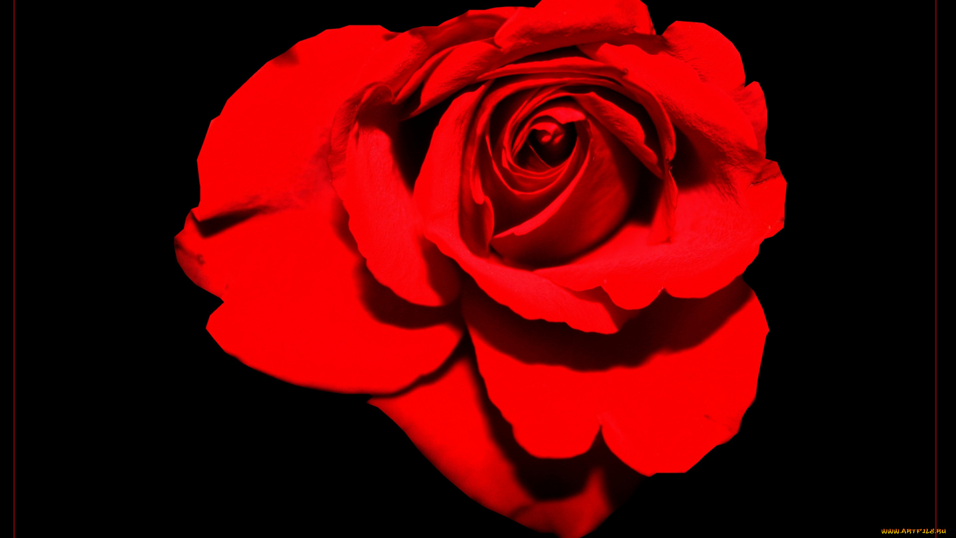 цветы, розы, роза