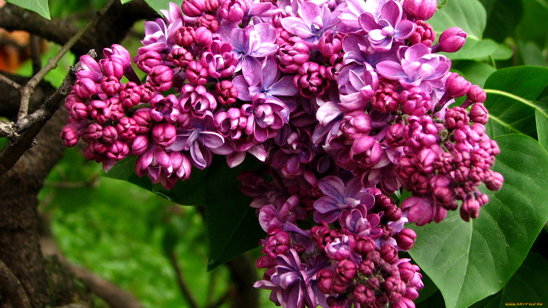 цветы, сирень