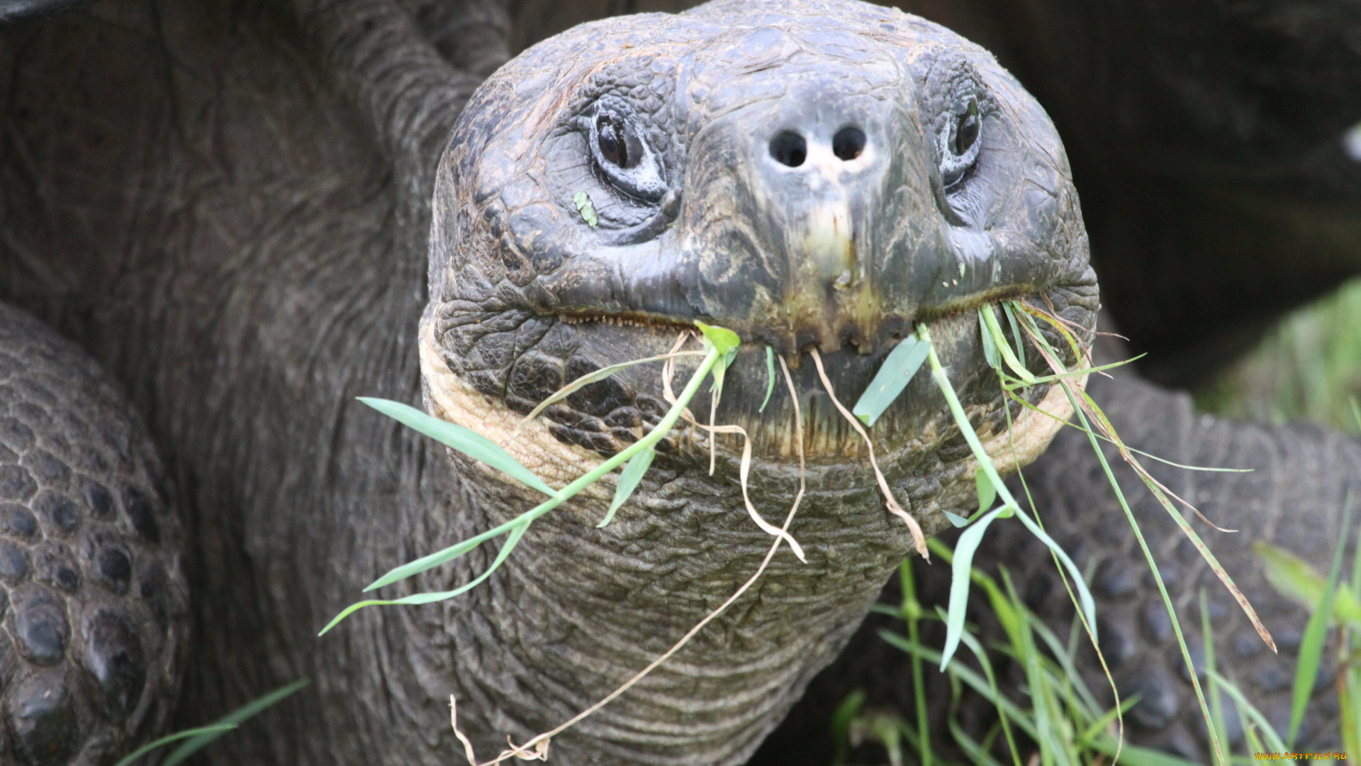 животные, Черепахи, гигантская, черепаха, обед, трава