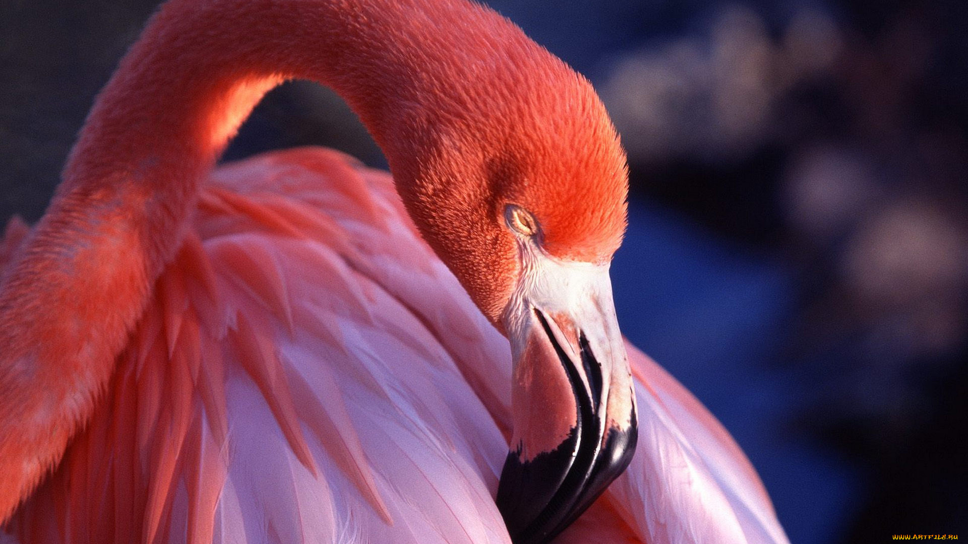 животные, фламинго, птица