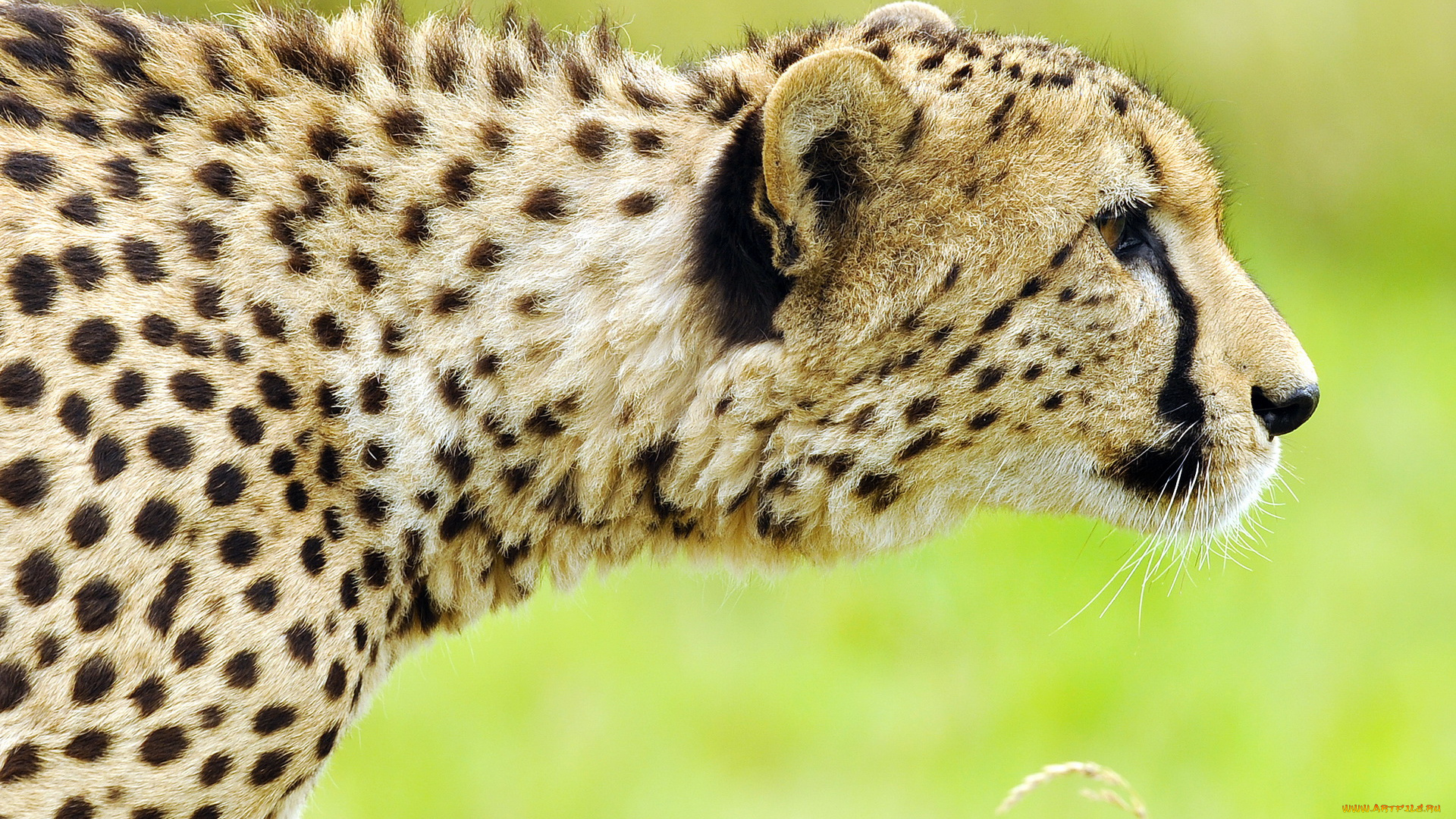 животные, гепарды, охота, профиль, смотрит, морда, гепард