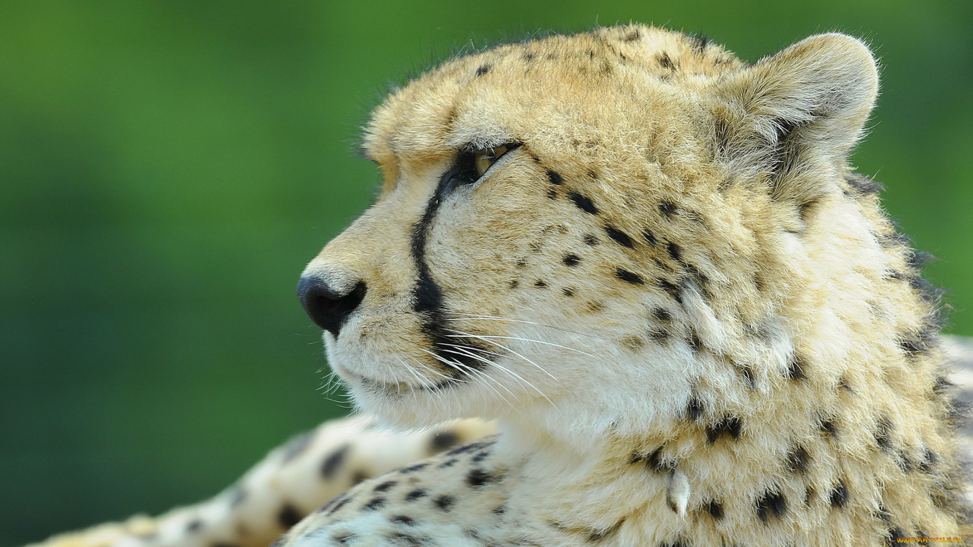 животные, гепарды, профиль, взгляд, пятна, морда, гепард