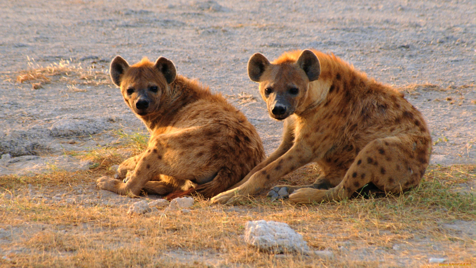 животные, гиены, гиеновые, собаки, отдых