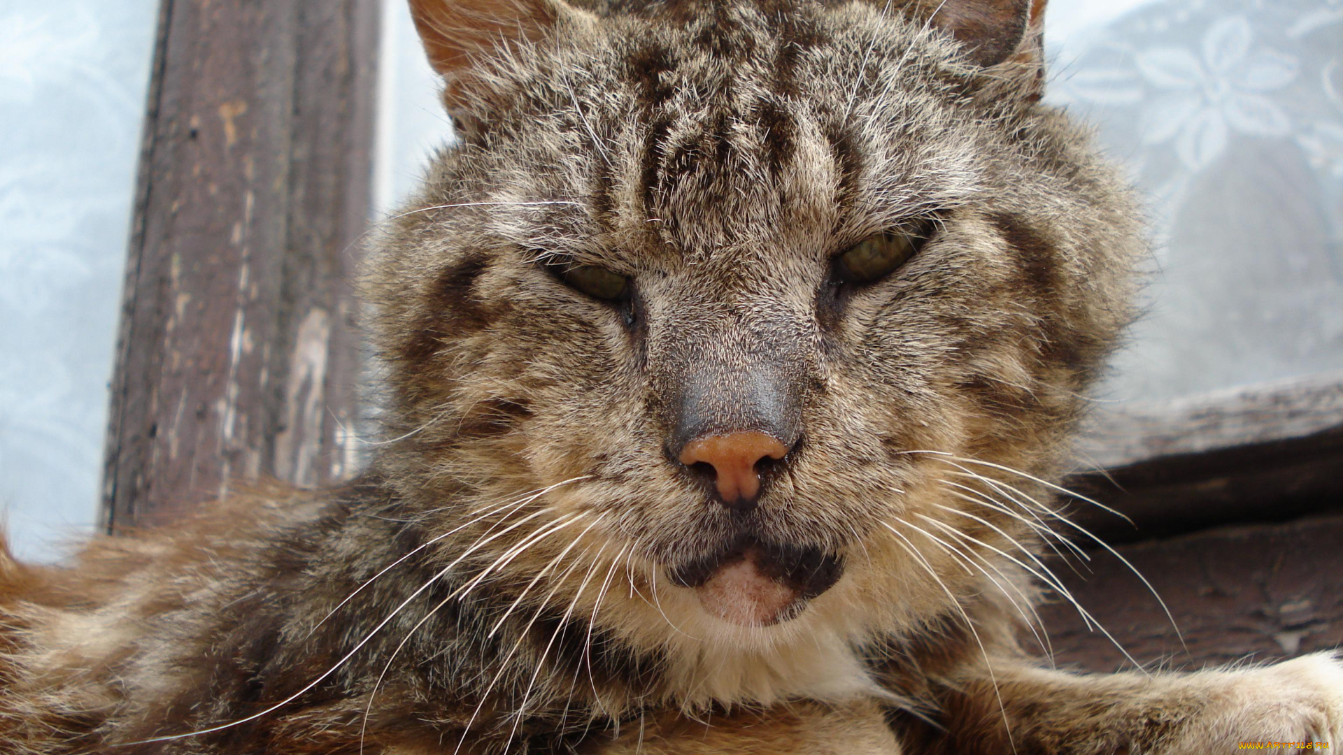 животные, коты, cat