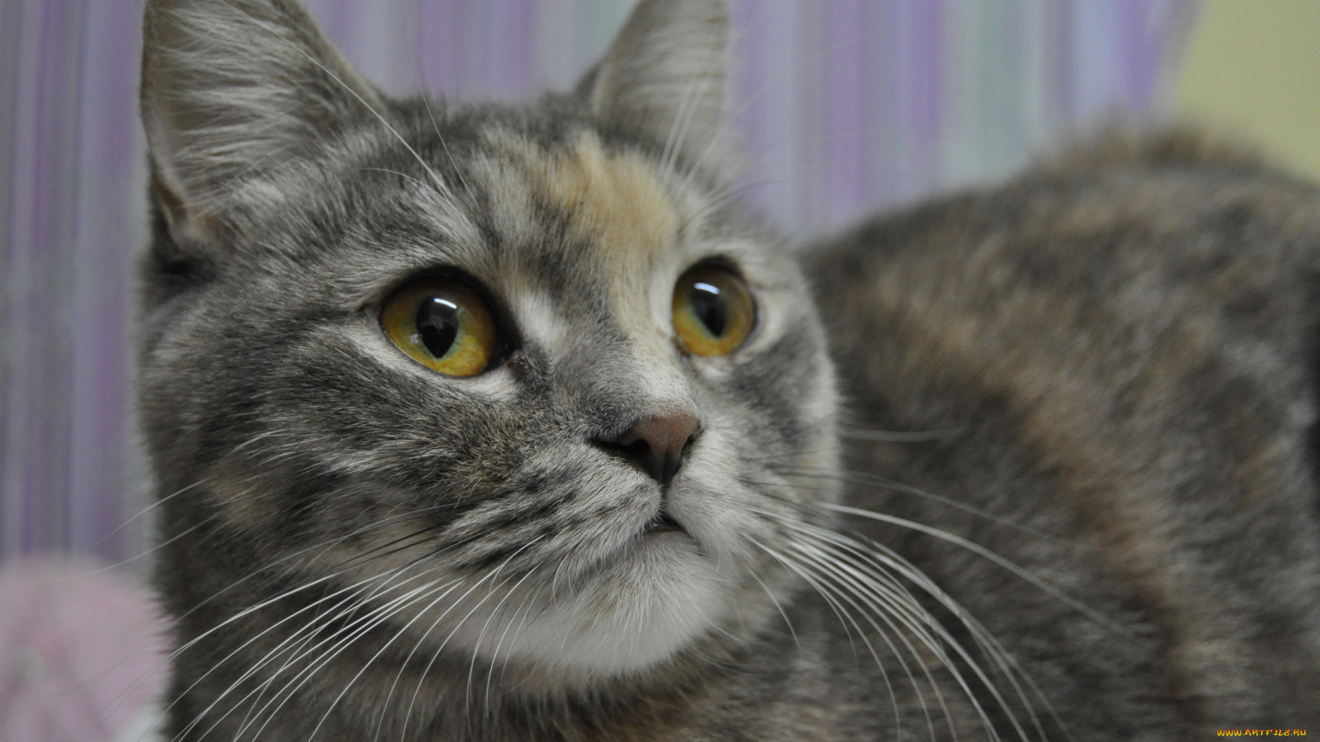 животные, коты, cat