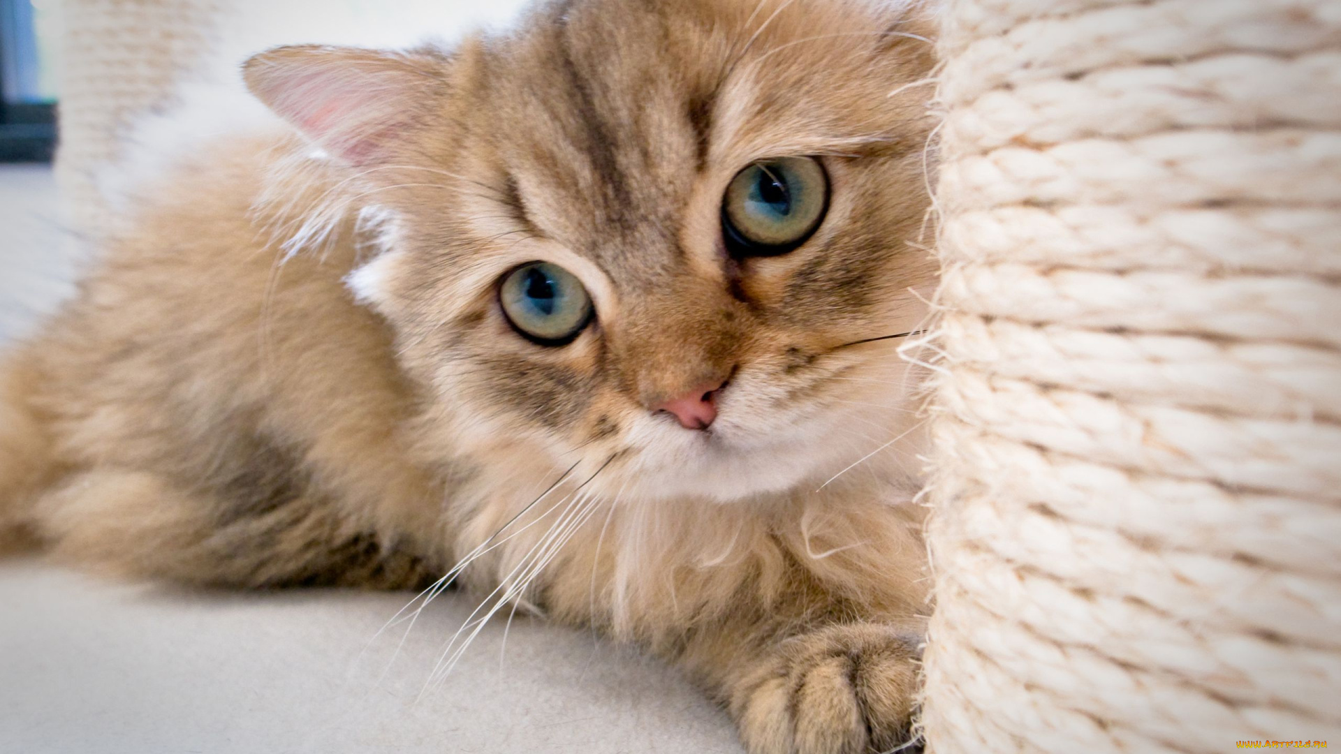 животные, коты, когтеточка