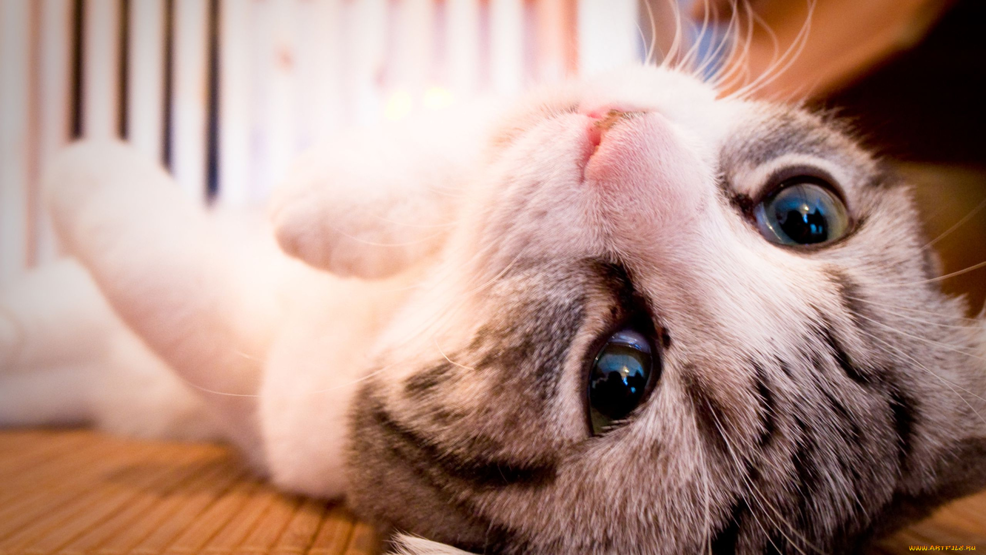 животные, коты, котэ