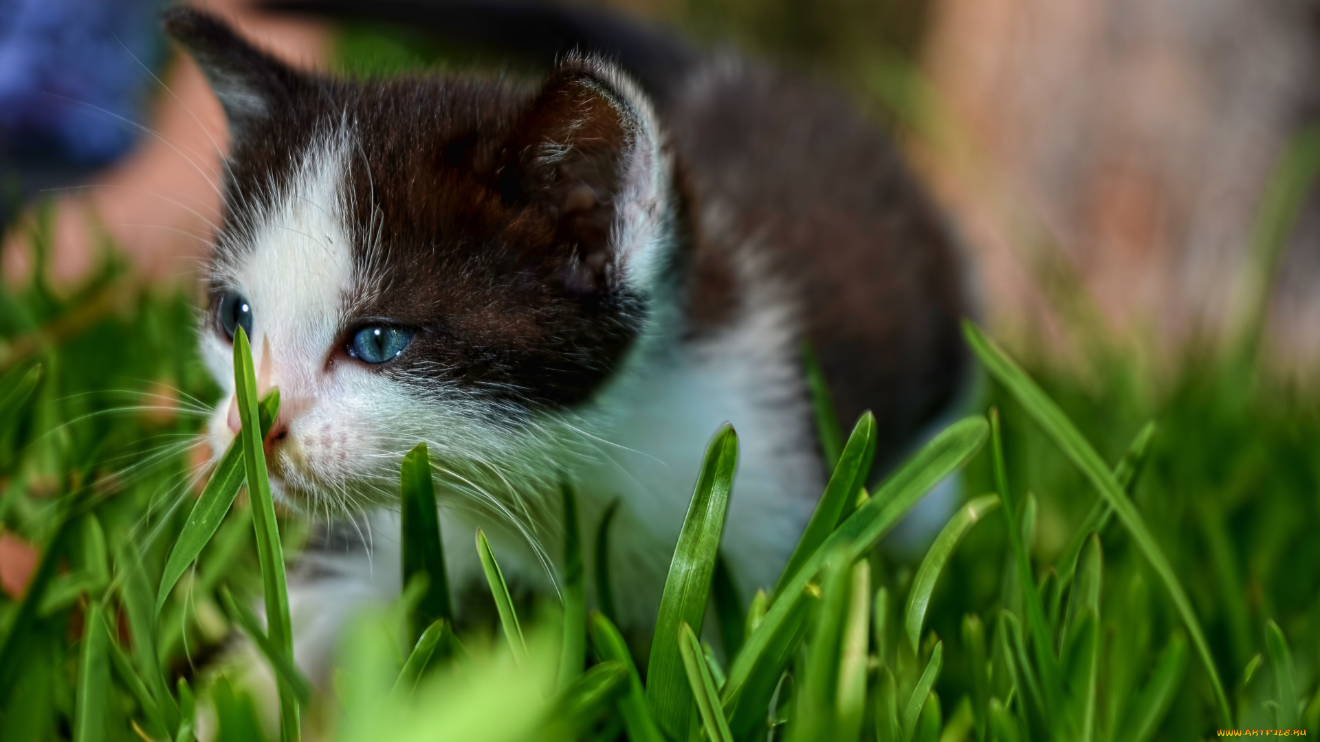 животные, коты, котенок