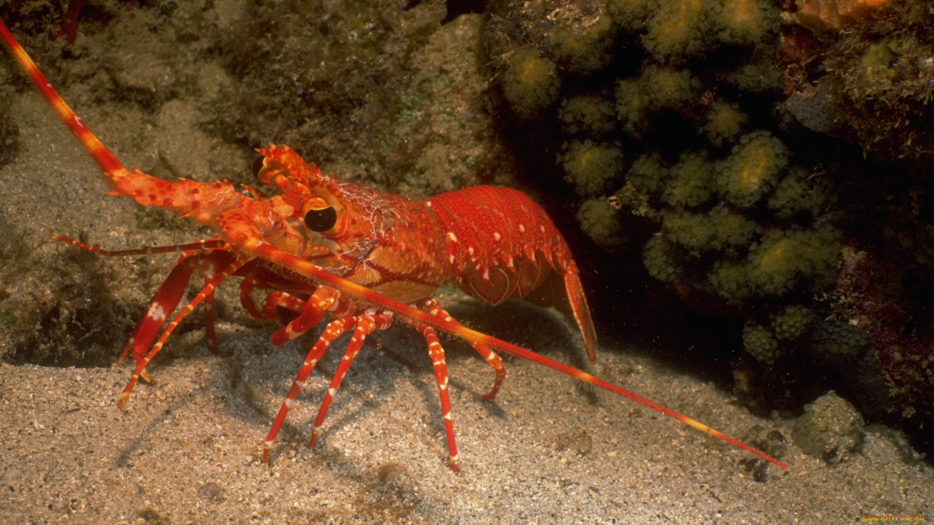 животные, крабы, раки, морское, дно, рачок