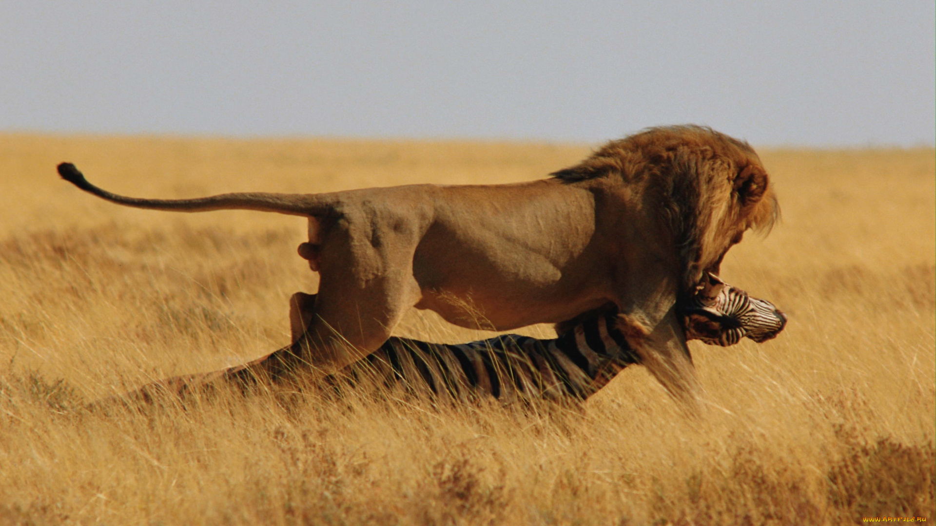 животные, львы, лев, добыча