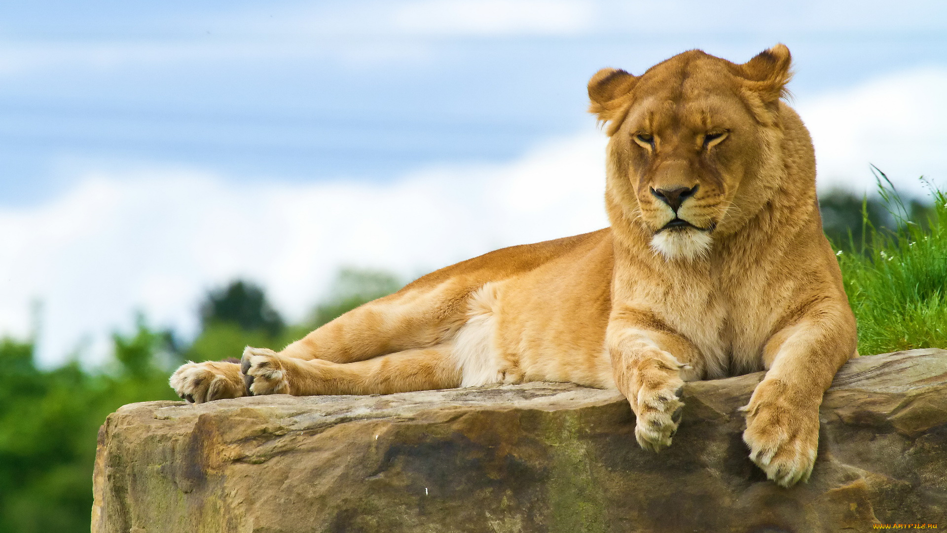 животные, львы, лев, отдых, на, камне