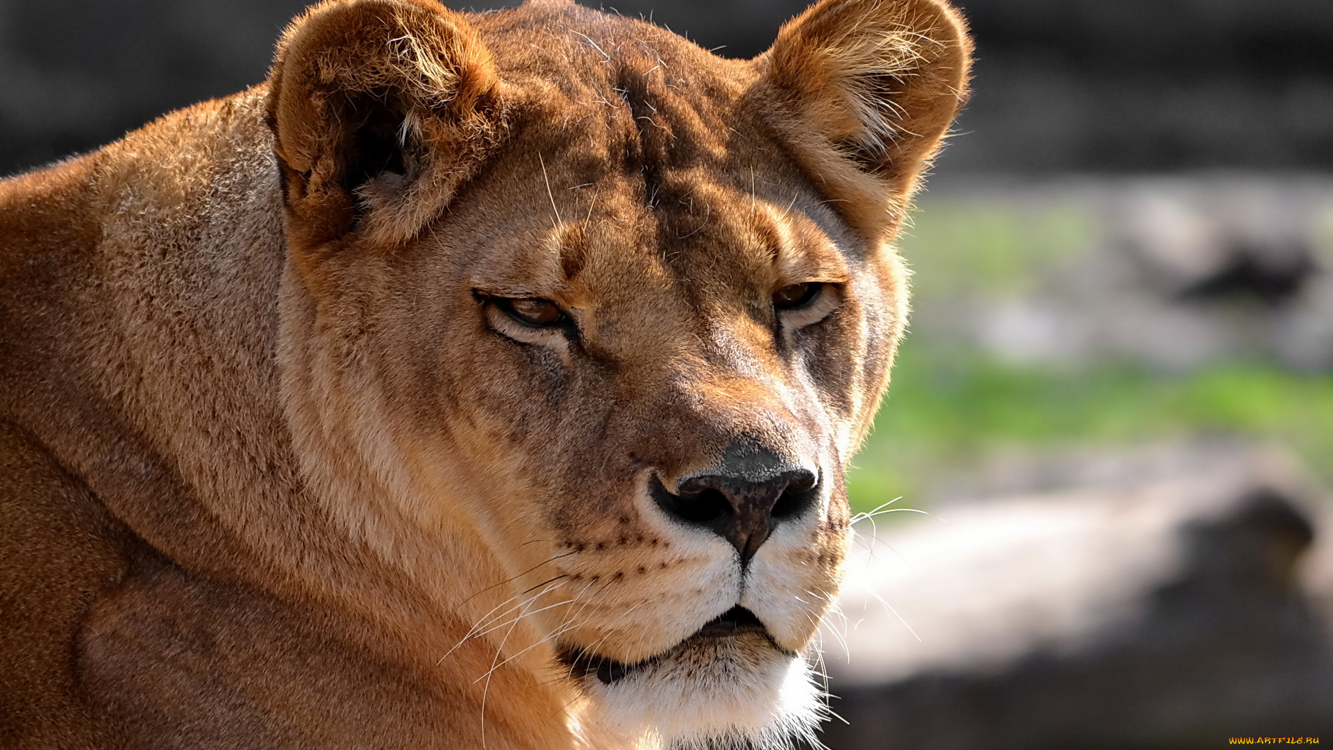 животные, львы, львица, морда, дремет