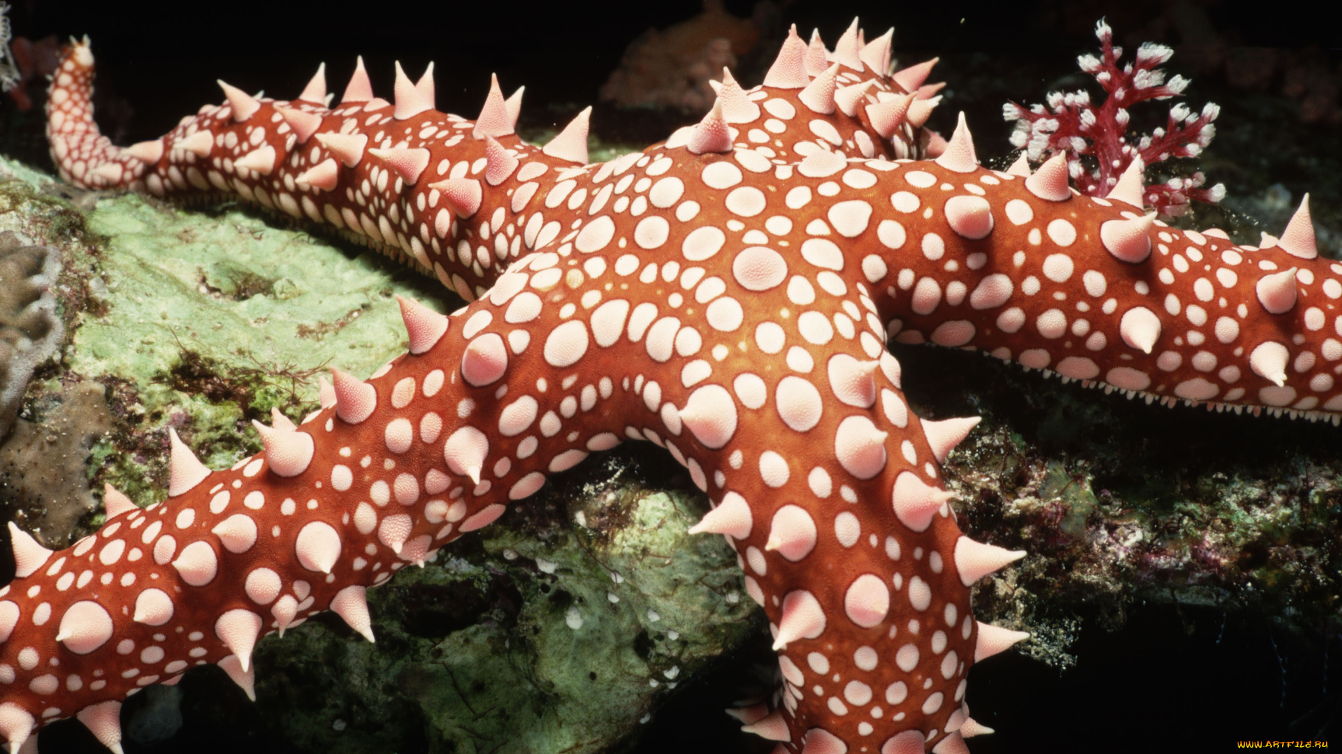 животные, морские, звёзды, морская, звезда, шипы