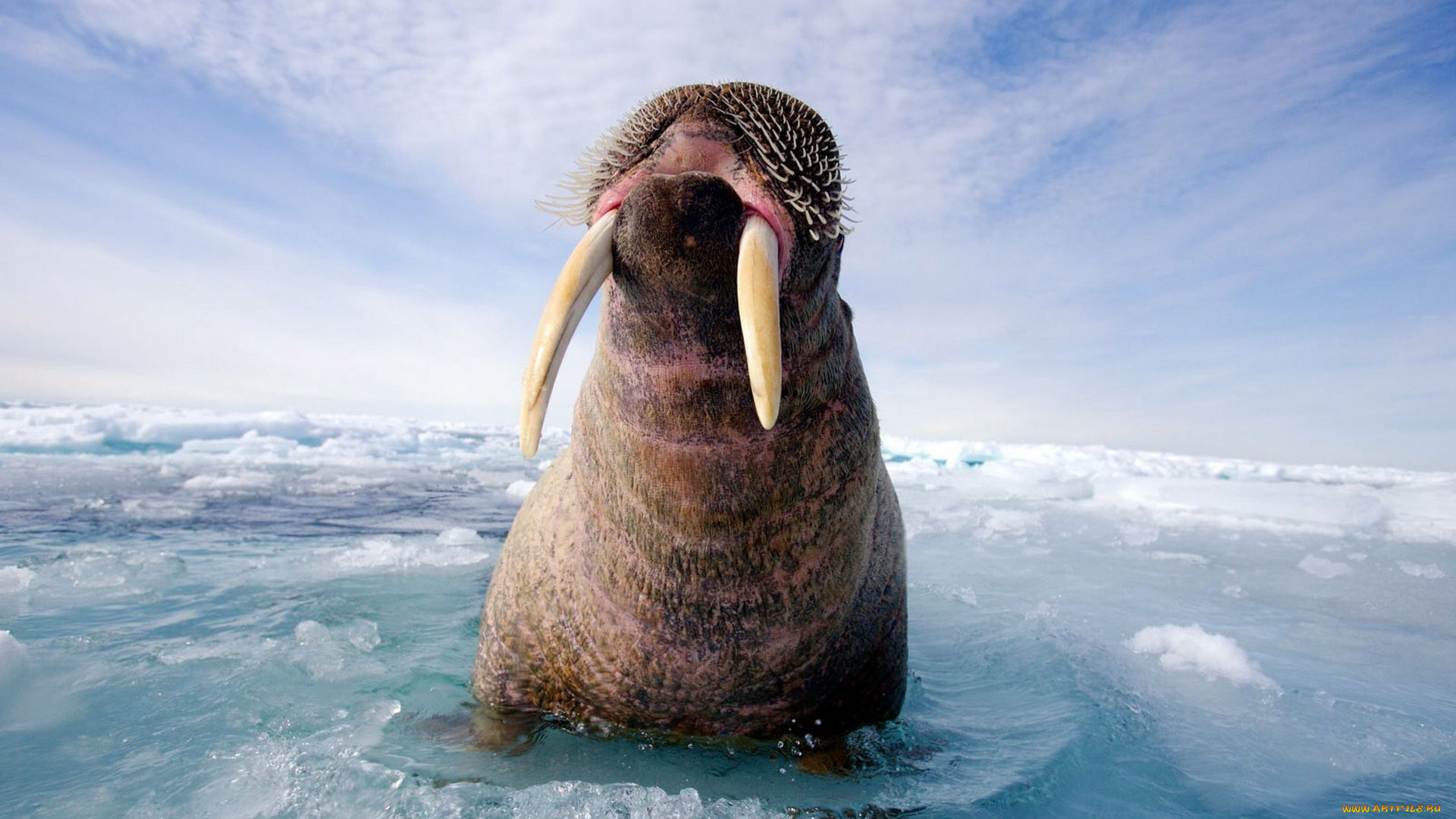 животные, моржи, морж, лед, море, бивни