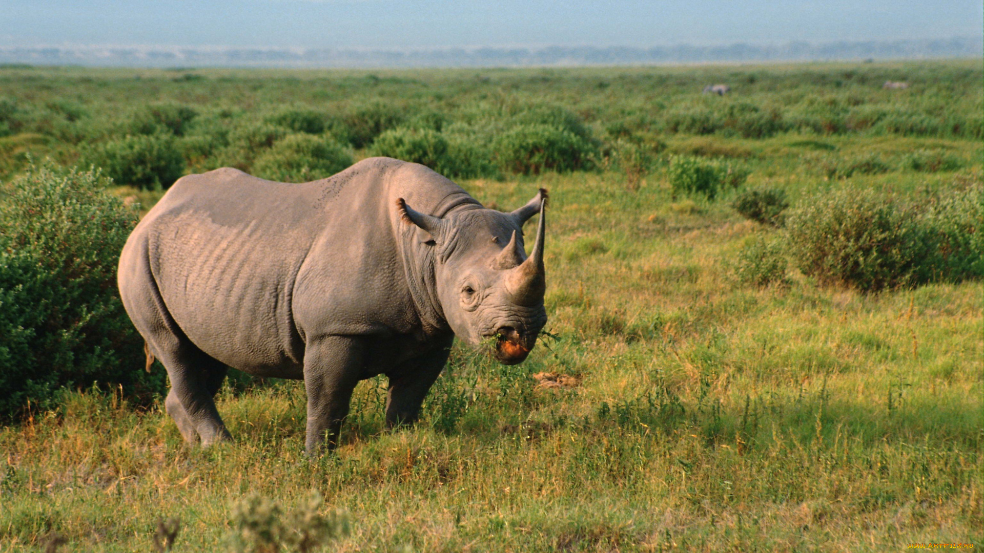 животные, носороги, двурогий, носорог, жует, траву