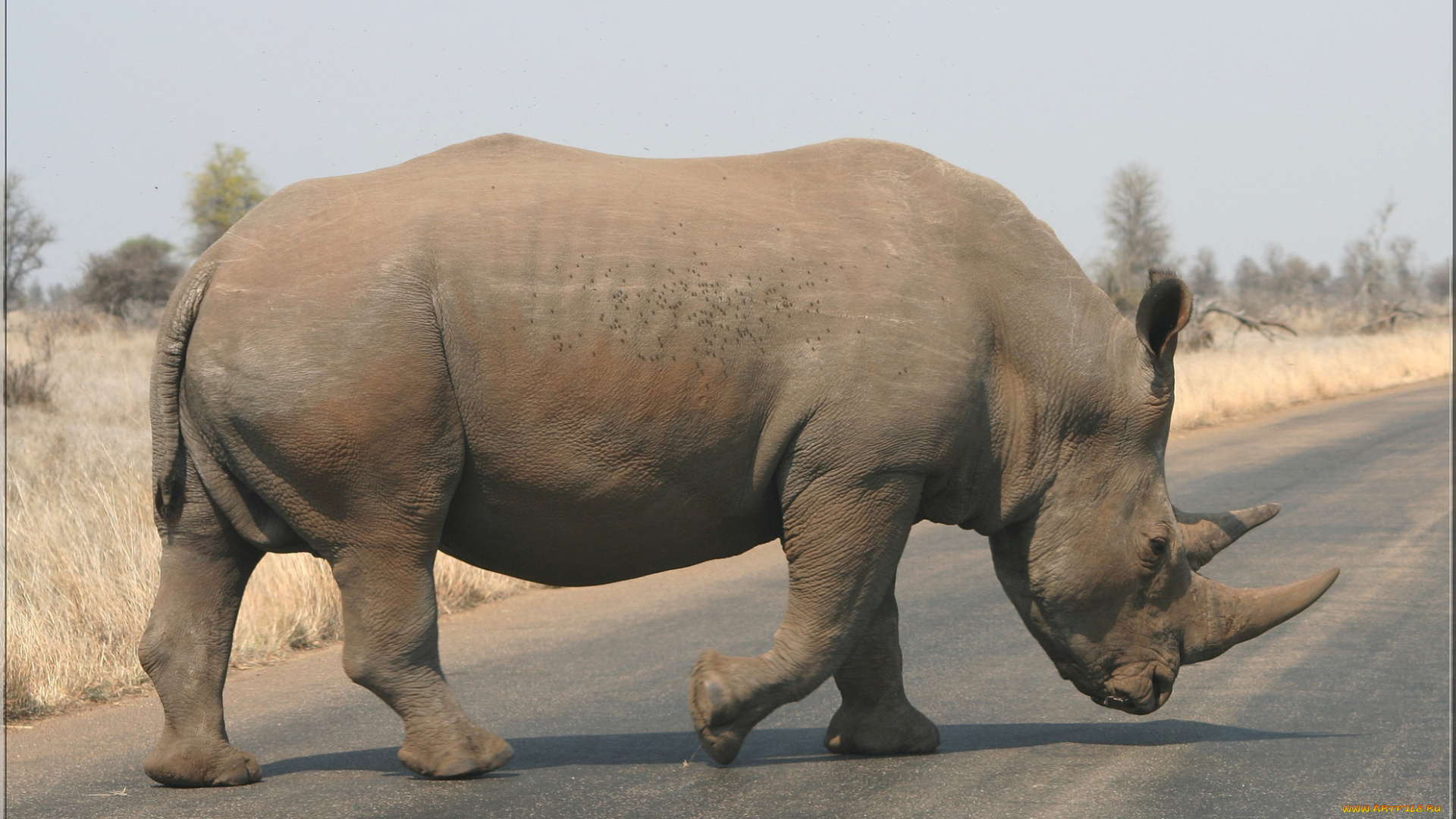 животные, носороги, савана, носорог, дорога