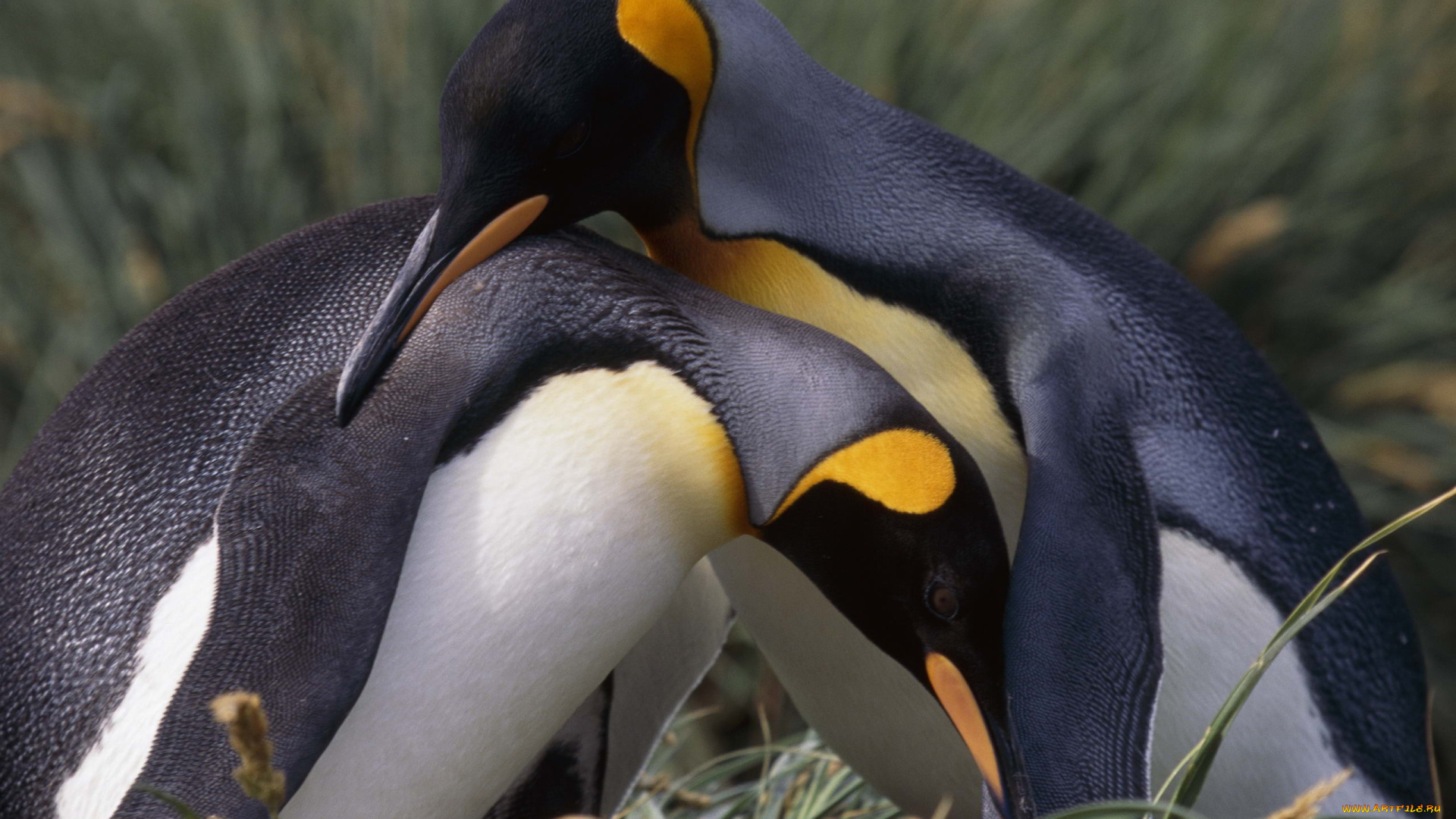 животные, пингвины, парочка, дружба