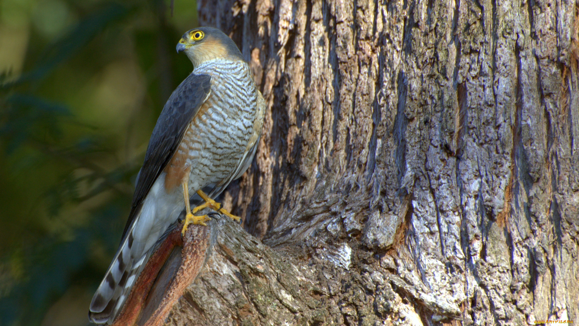 животные, птицы, хищники, ястреб, длиннохвостый, африканский