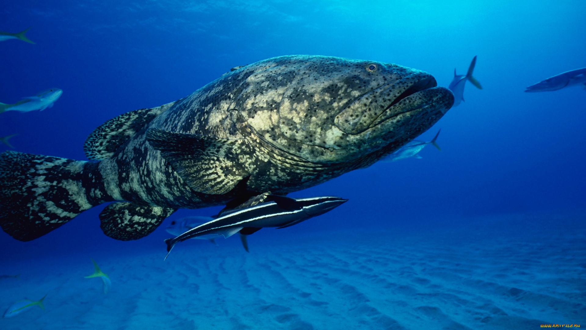 животные, рыбы, рыба, подводный, мир, океан