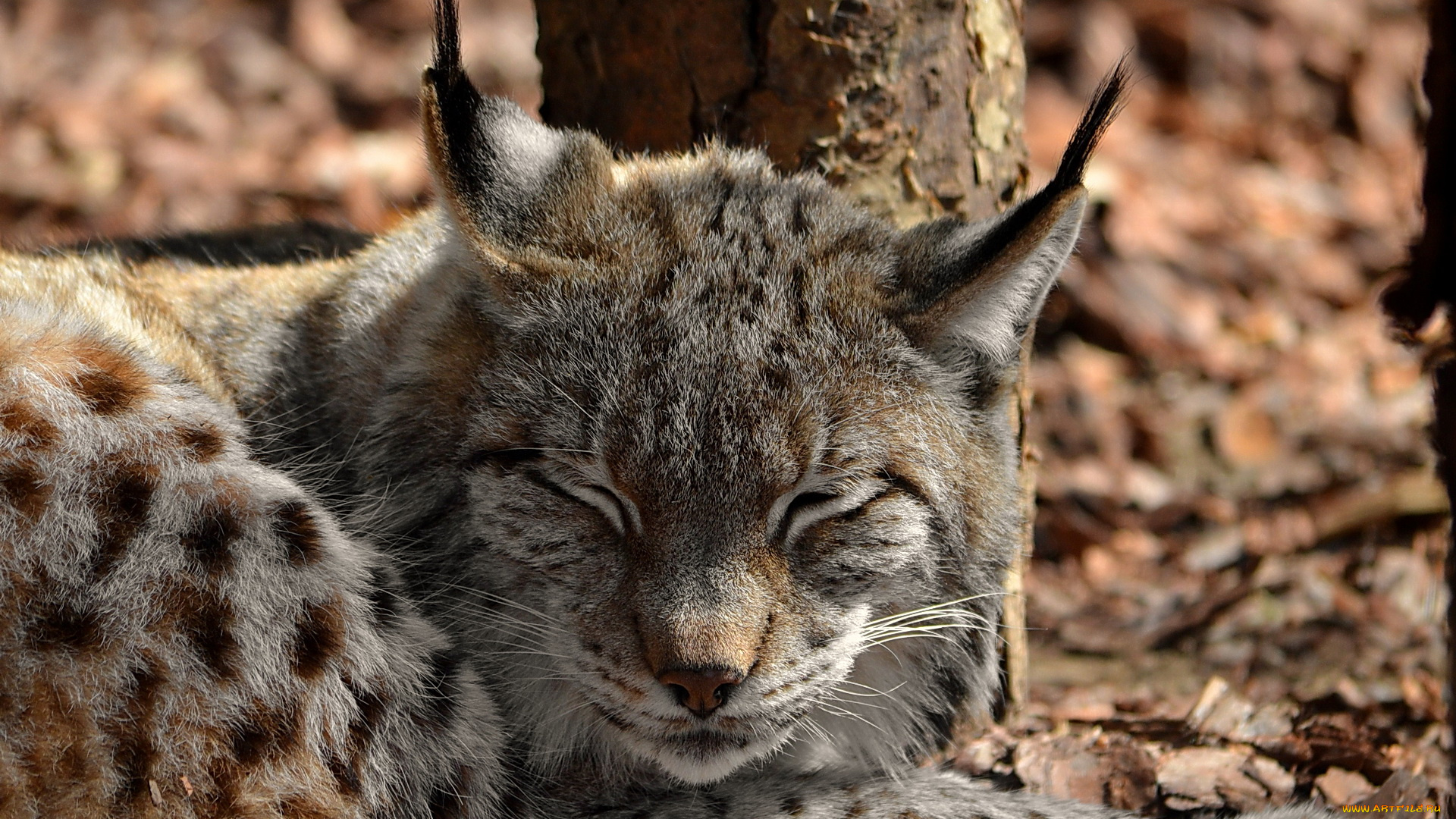 животные, рыси, морда, рысь, спит