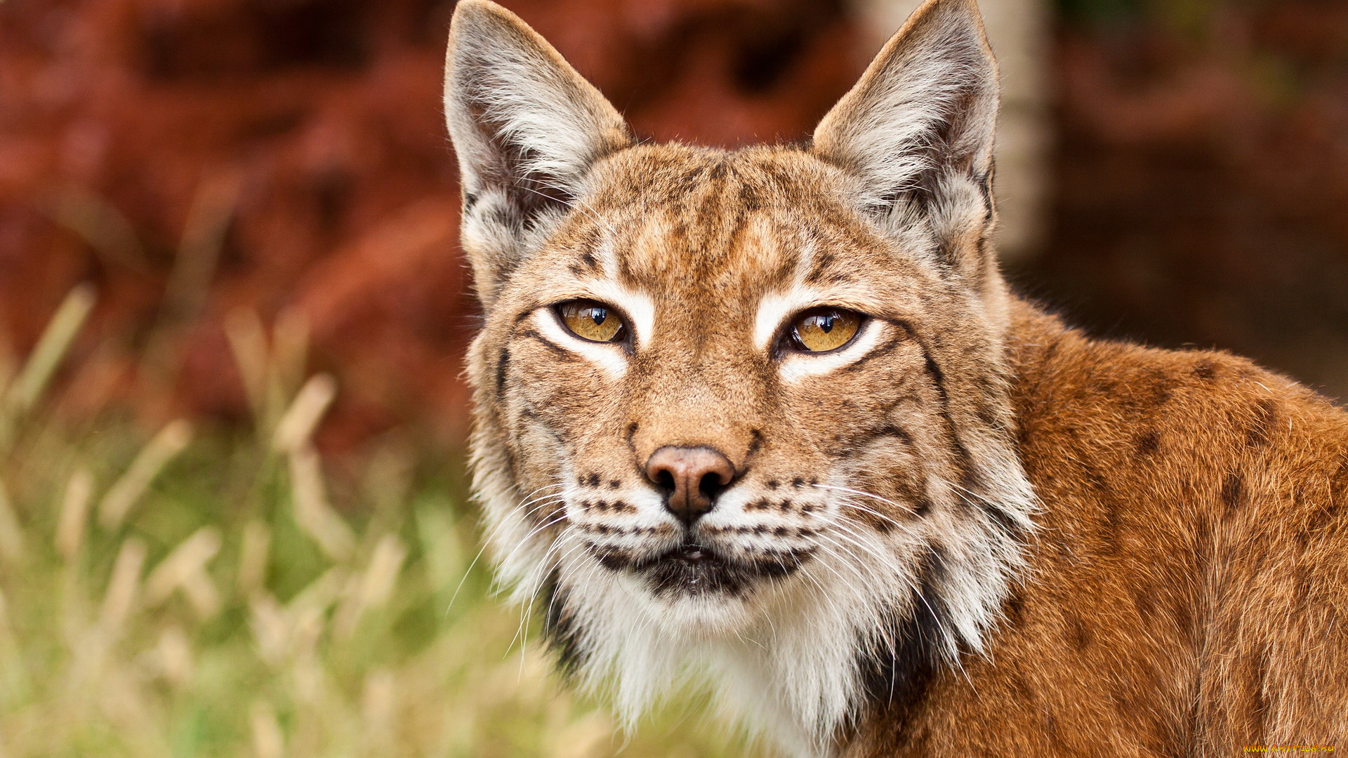 животные, рыси, серёжки, взгляд, морда, рысь