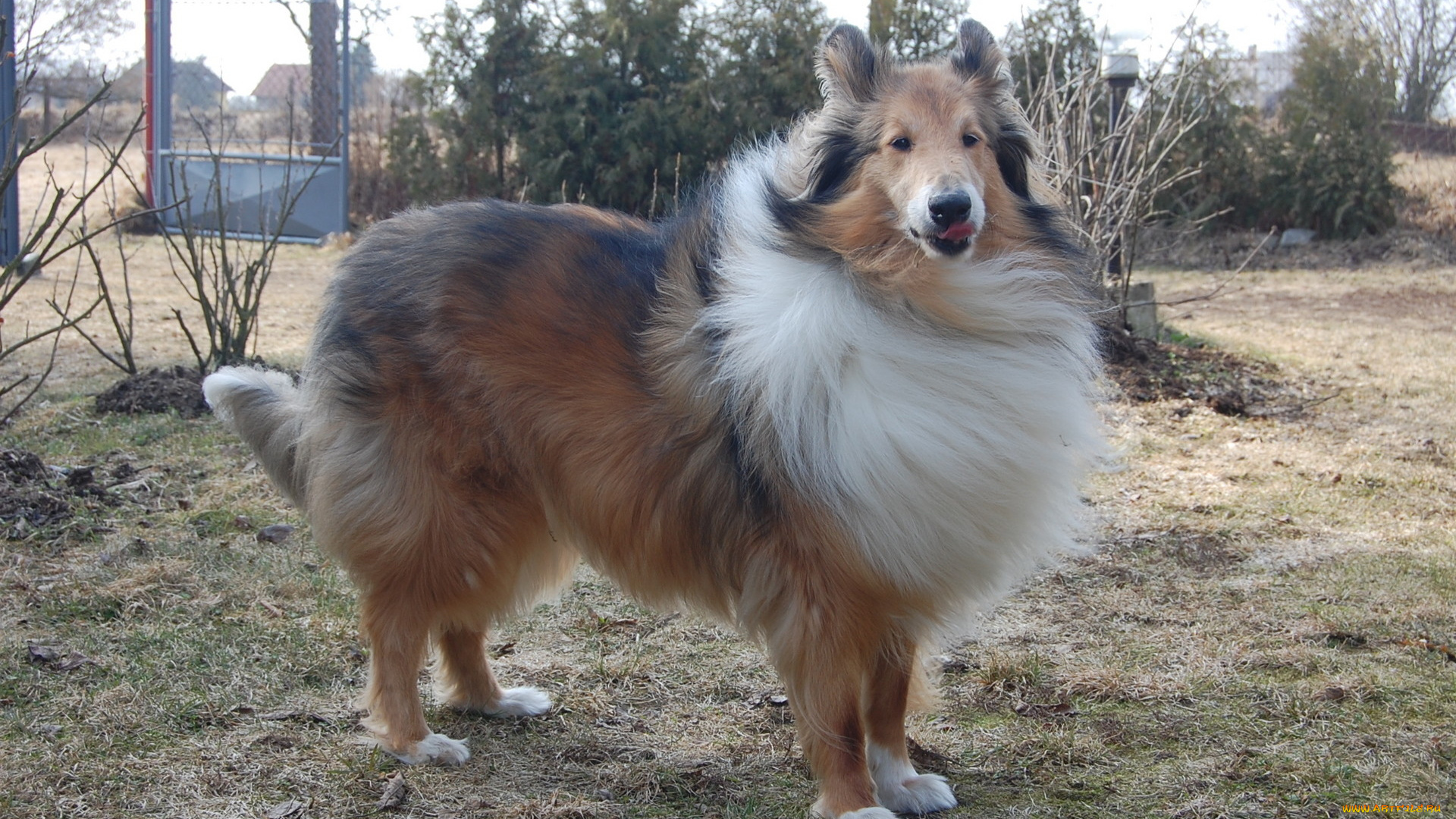 животные, собаки, колли