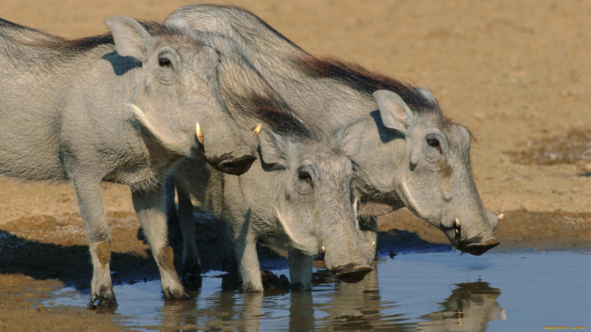 животные, свиньи, кабаны, водопой