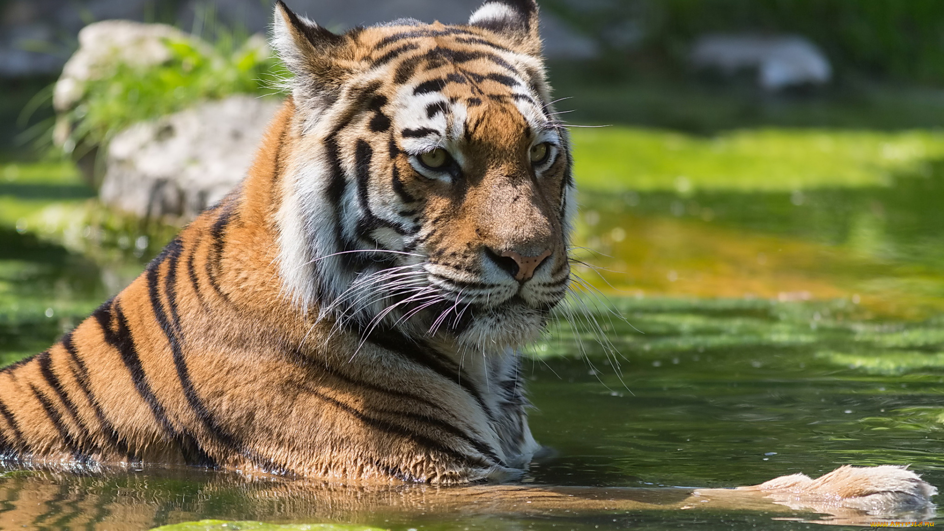 животные, тигры, тигр, морда, купание, пруд, отдых