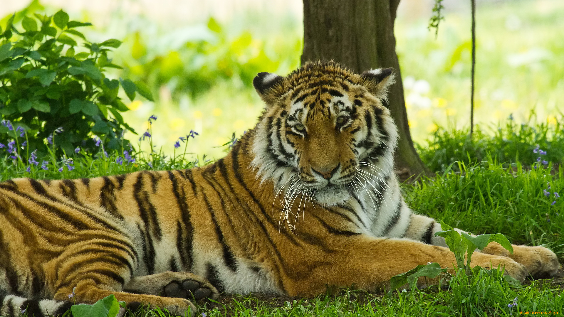 животные, тигры, трава, лежит, тигр, отдых