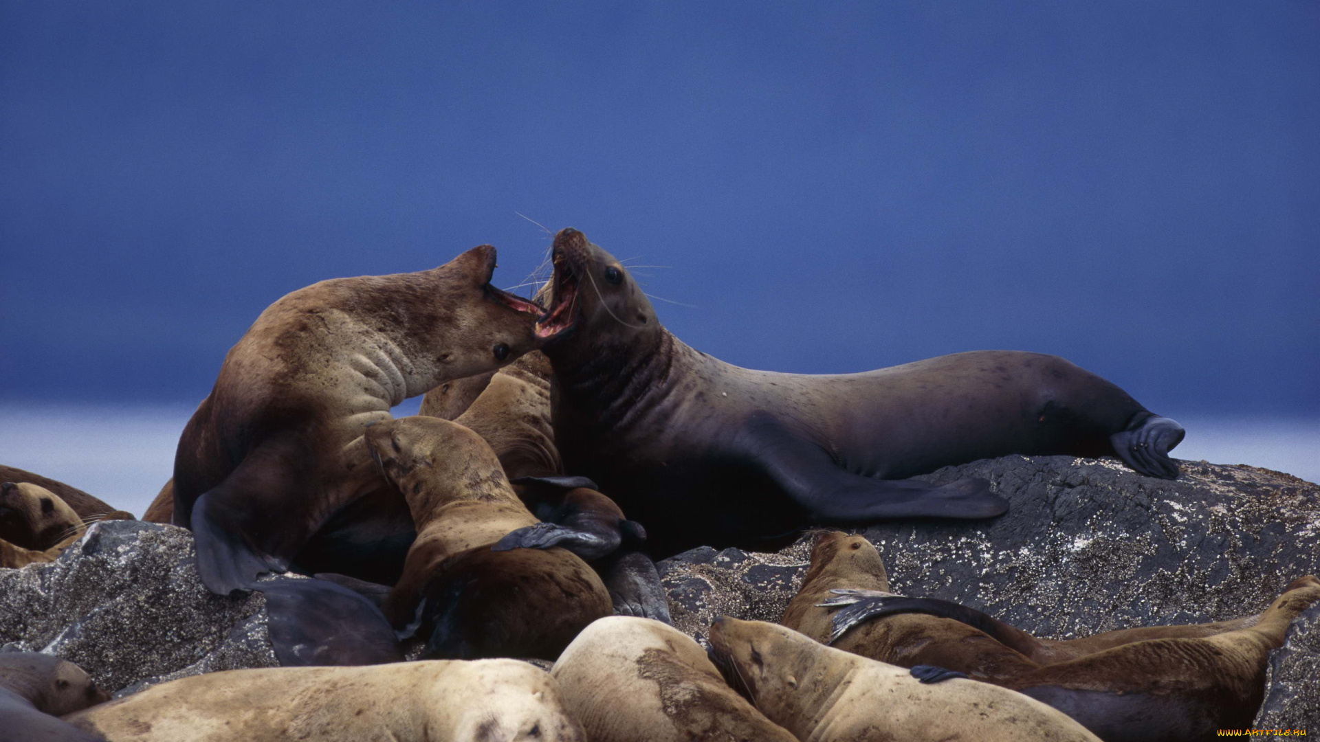 животные, тюлени, морские, львы, котики, лежбище, сивуч