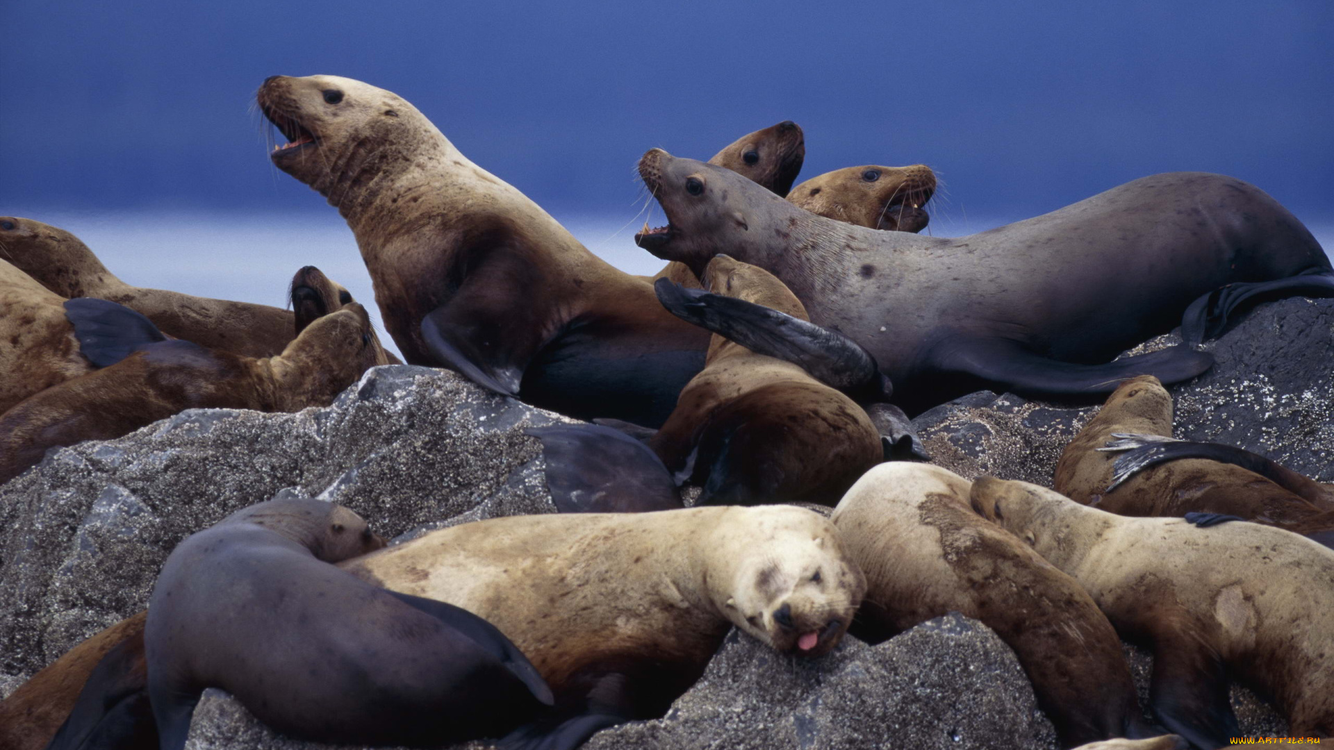 животные, тюлени, морские, львы, котики, лежбище