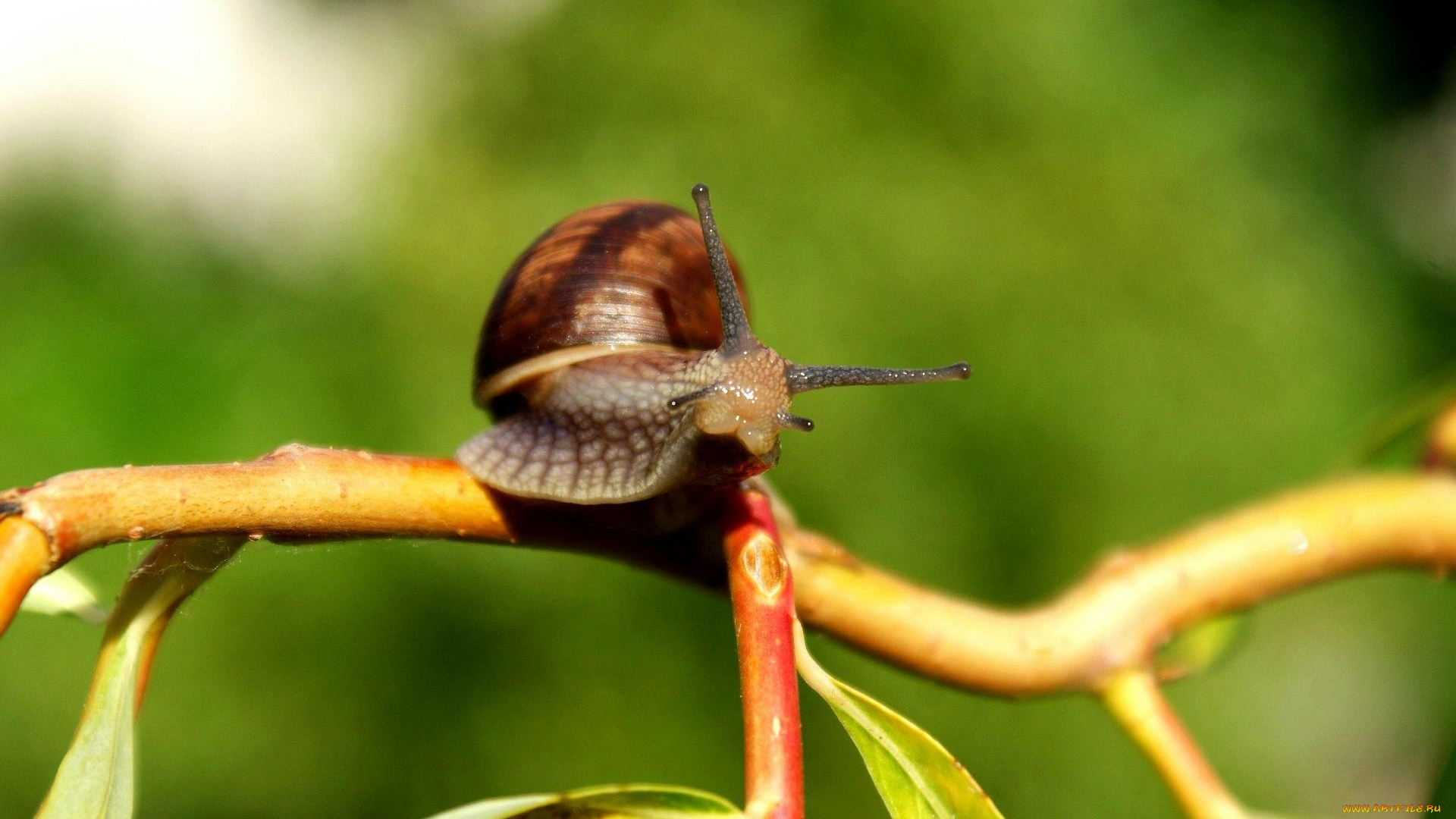 животные, улитки, макро