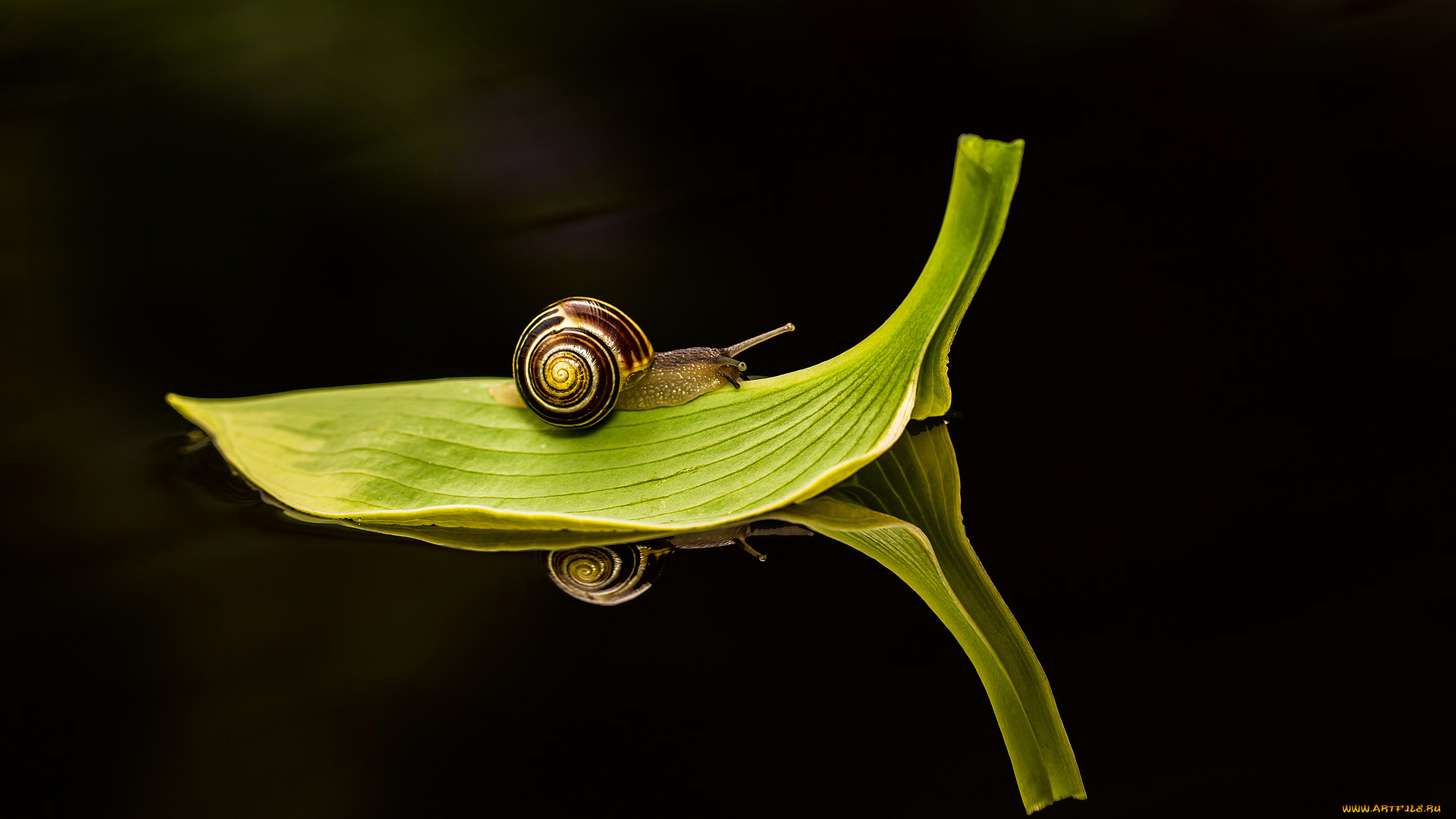 животные, улитки, макро, лист