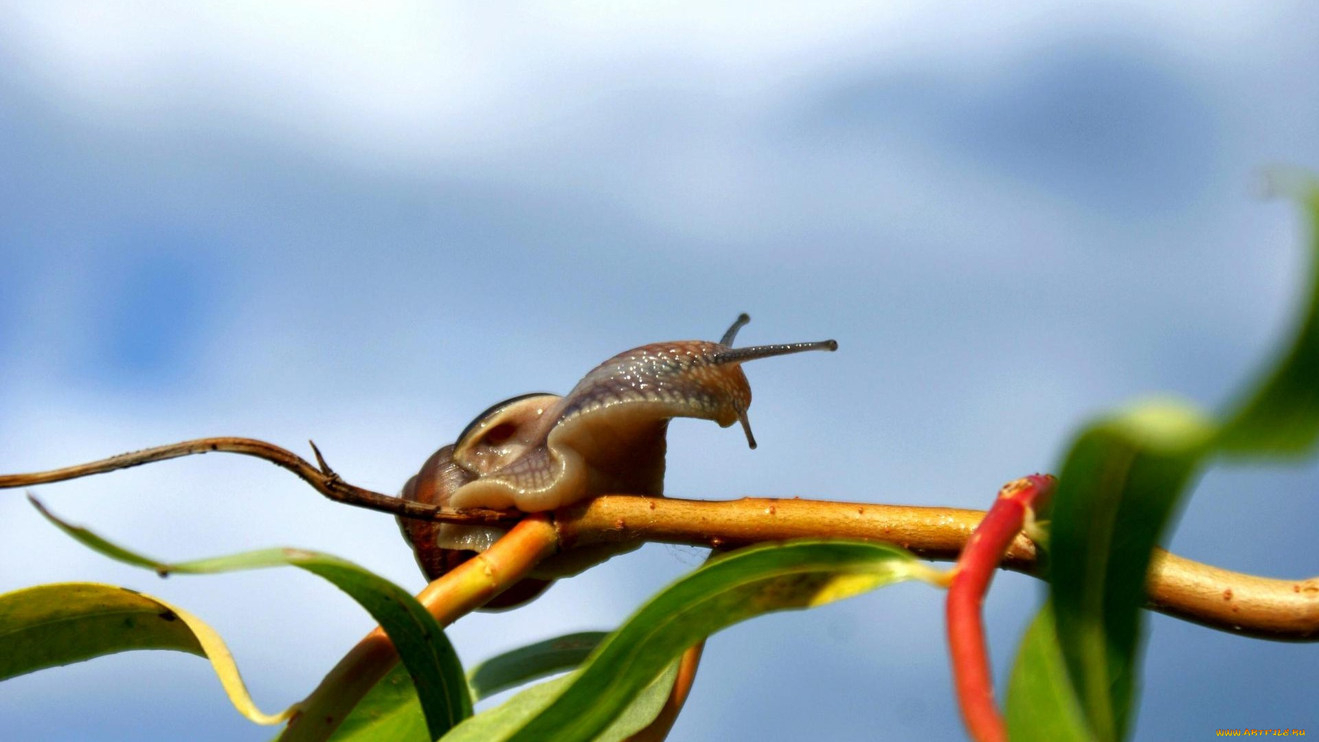 животные, улитки, ветка, листья, улитка
