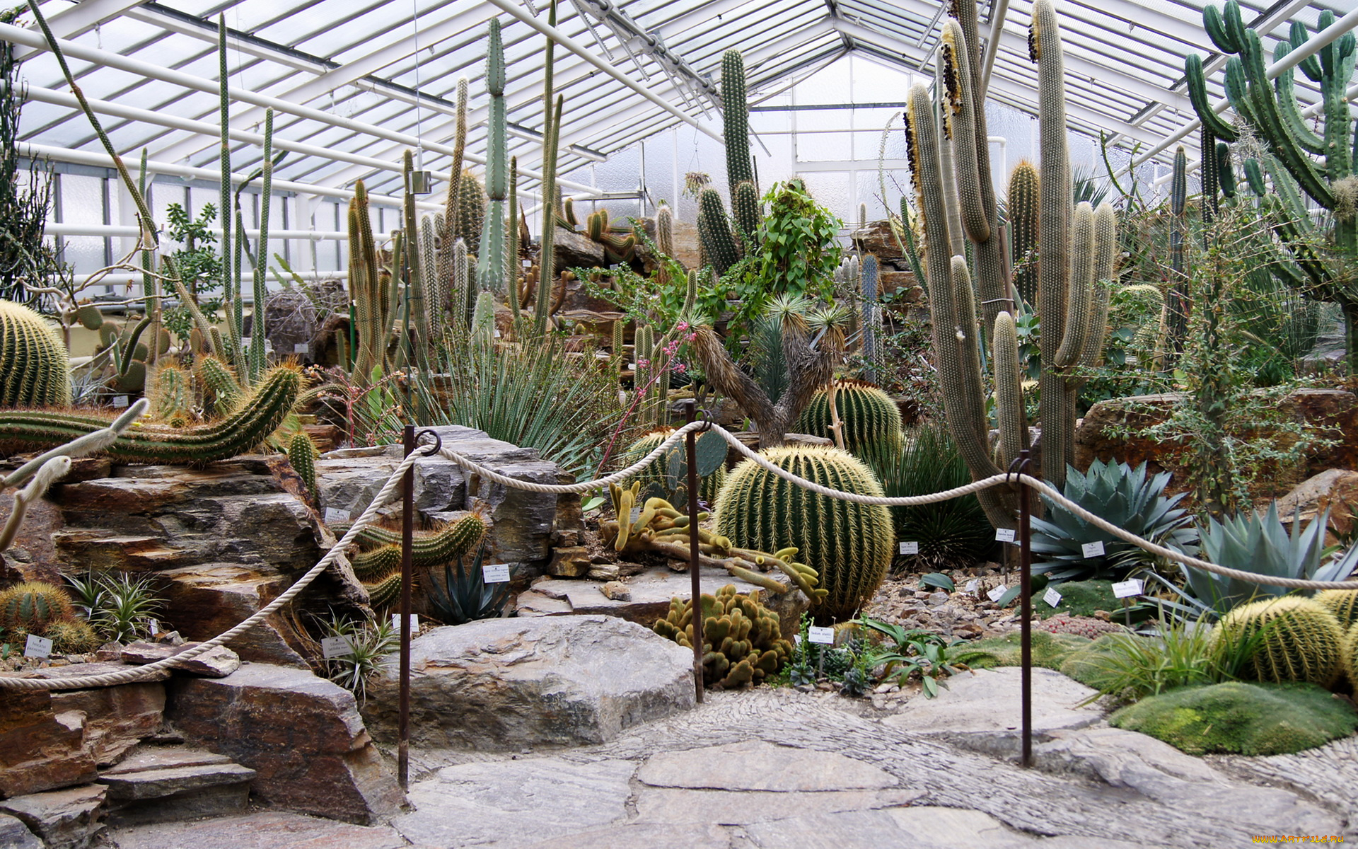 цветы, кактусы, теплица