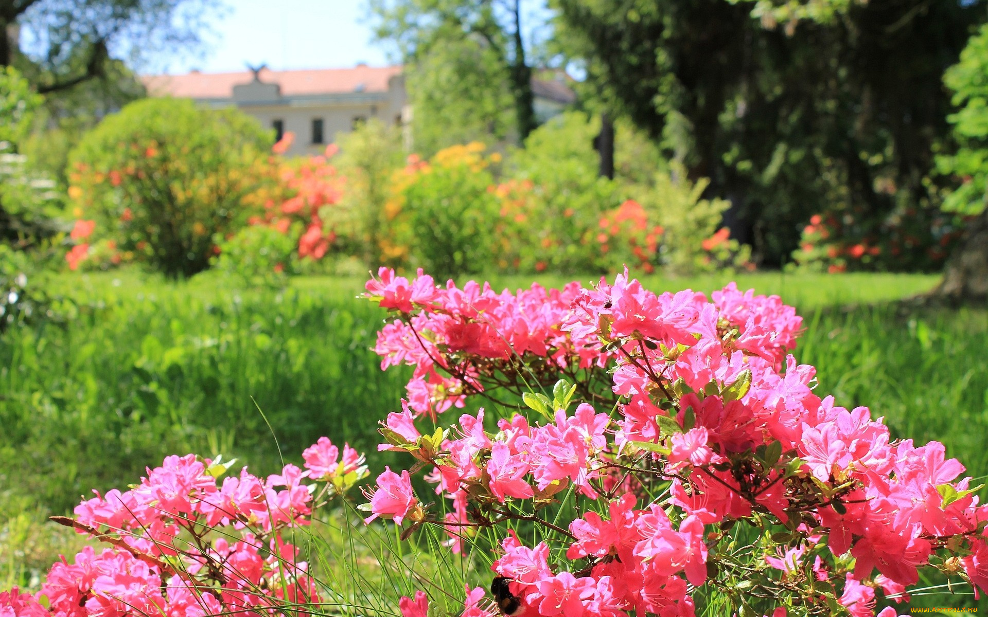 цветы, рододендроны, азалии, розовый