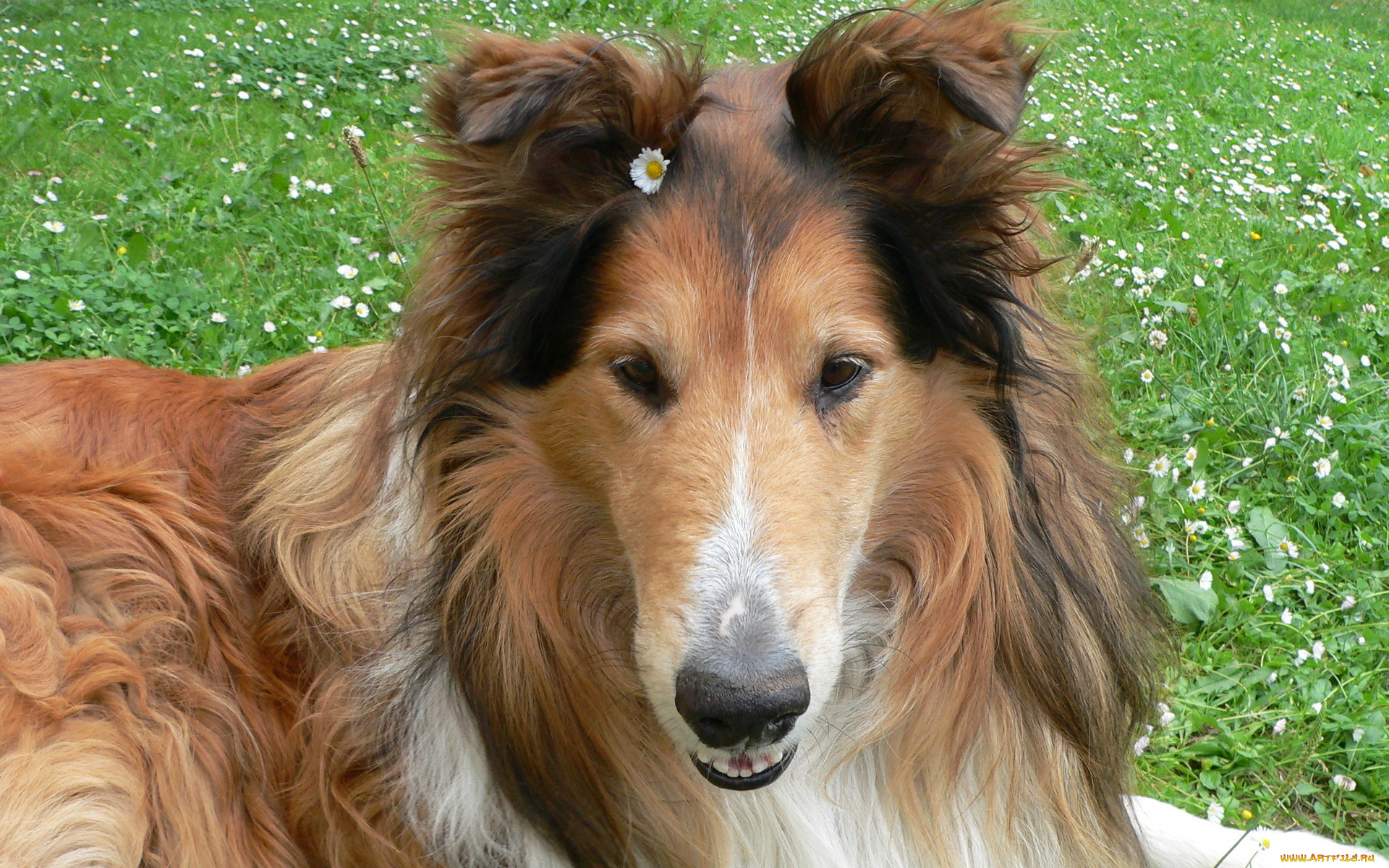 животные, собаки, колли